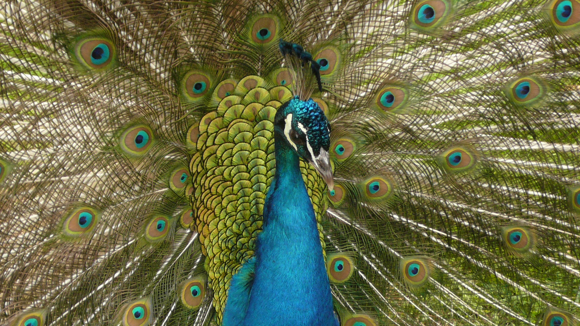 Panasonic DMC-FX07 sample photo. Mr cocky peacock photography