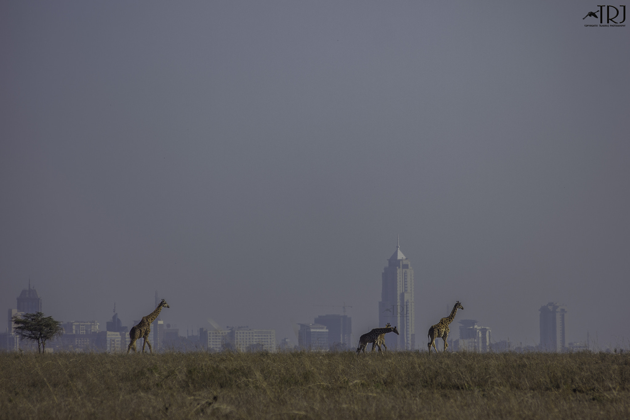 Canon EOS 550D (EOS Rebel T2i / EOS Kiss X4) sample photo. When wildlife gets going! photography
