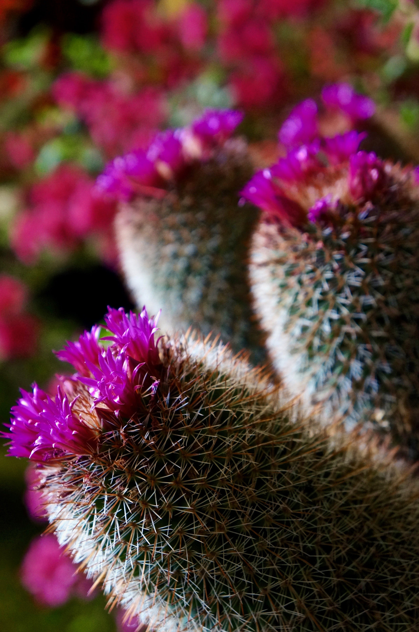 Sony E 18-55mm F3.5-5.6 OSS sample photo. Flower cactus photography