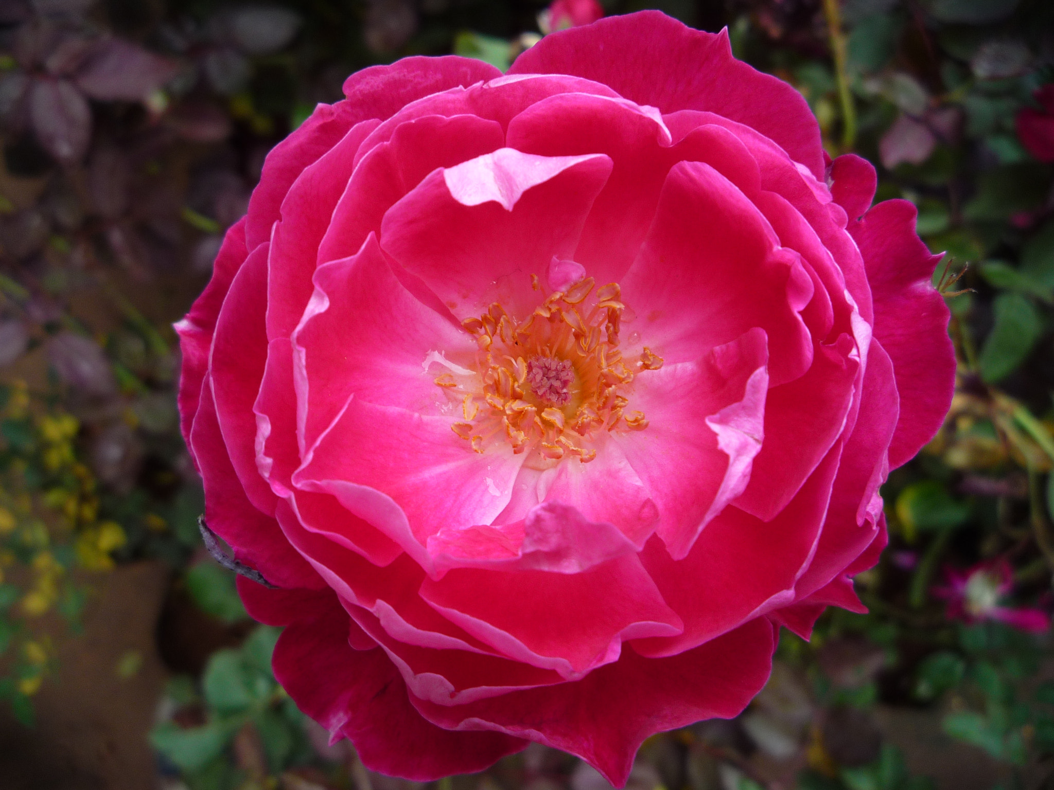 Panasonic DMC-LZ10 sample photo. Rose photography