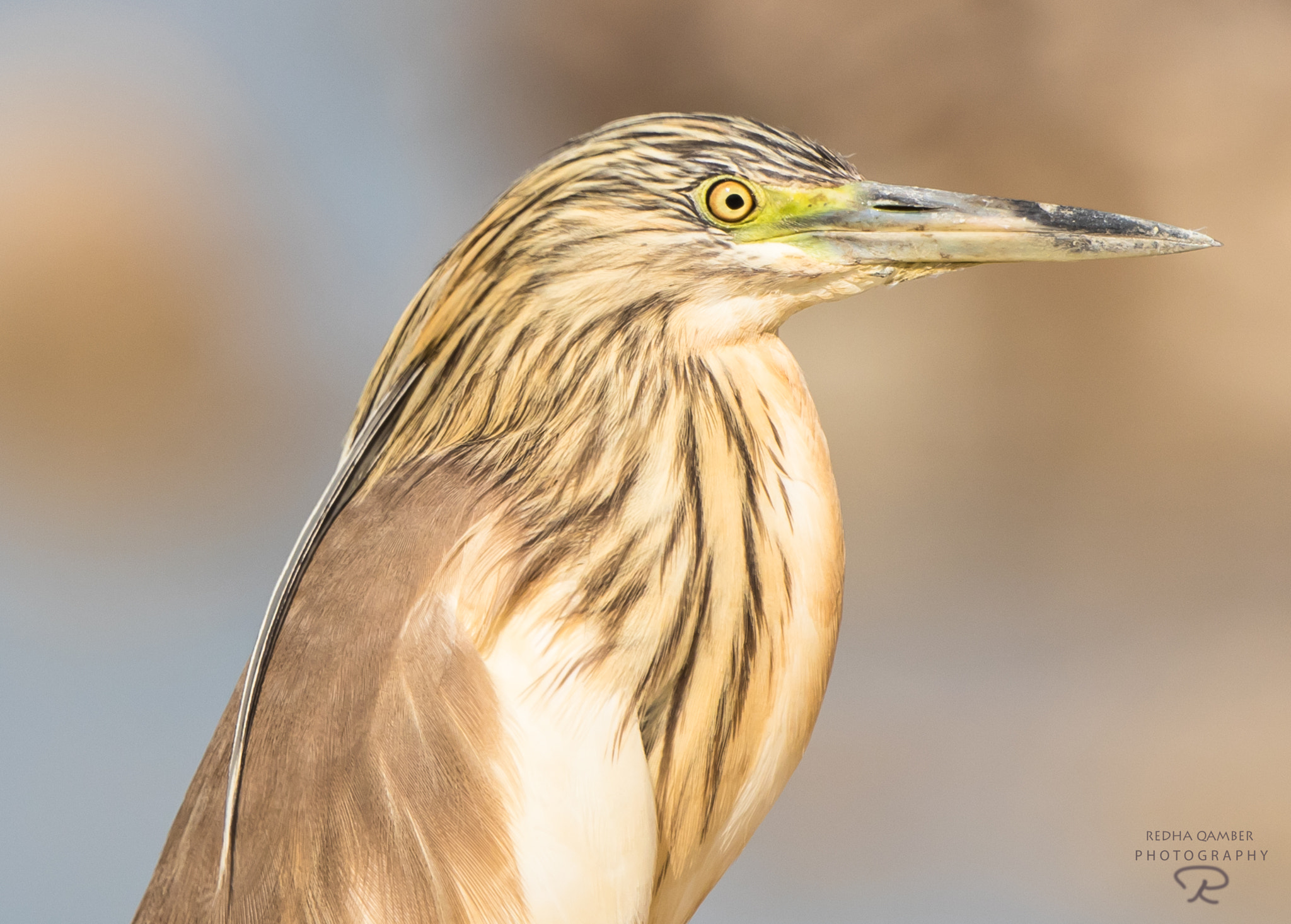 Canon EF 500mm F4L IS II USM sample photo. Indian golden heron photography