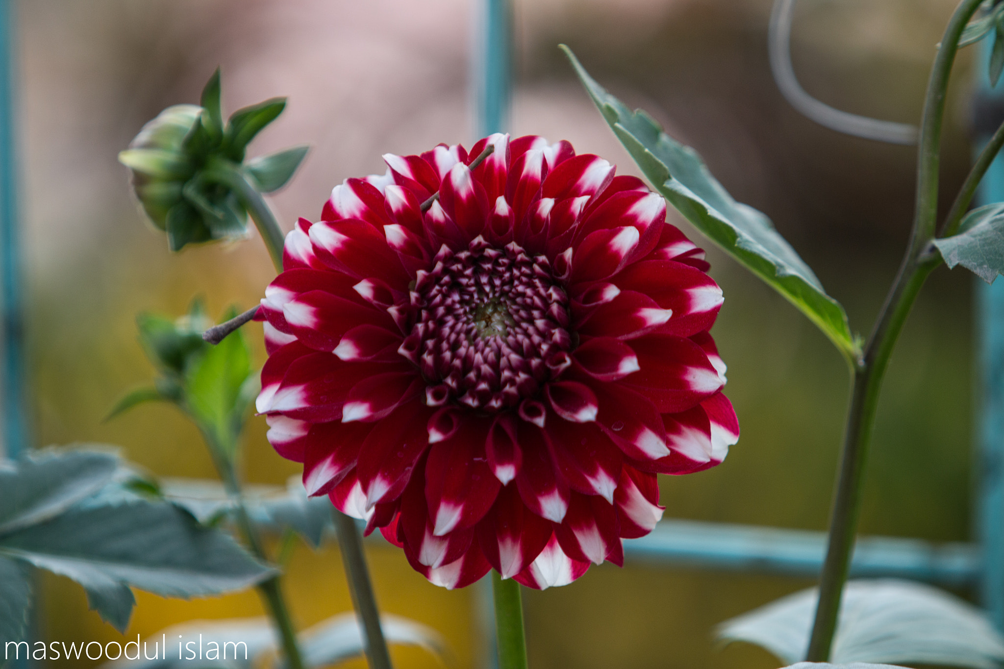 Canon EF 70-200mm F2.8L USM sample photo. White & red photography