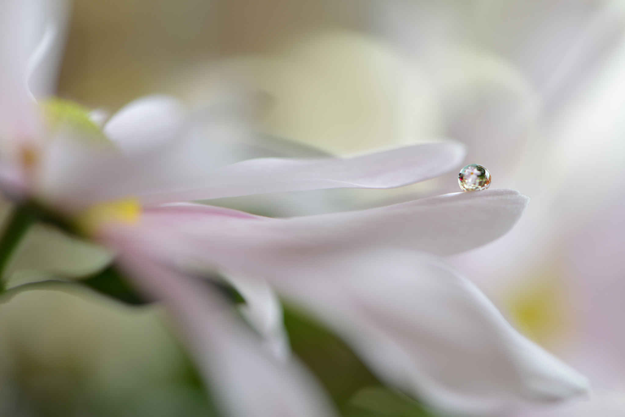Nikon AF-S Micro-Nikkor 105mm F2.8G IF-ED VR sample photo. Soft pleasure photography