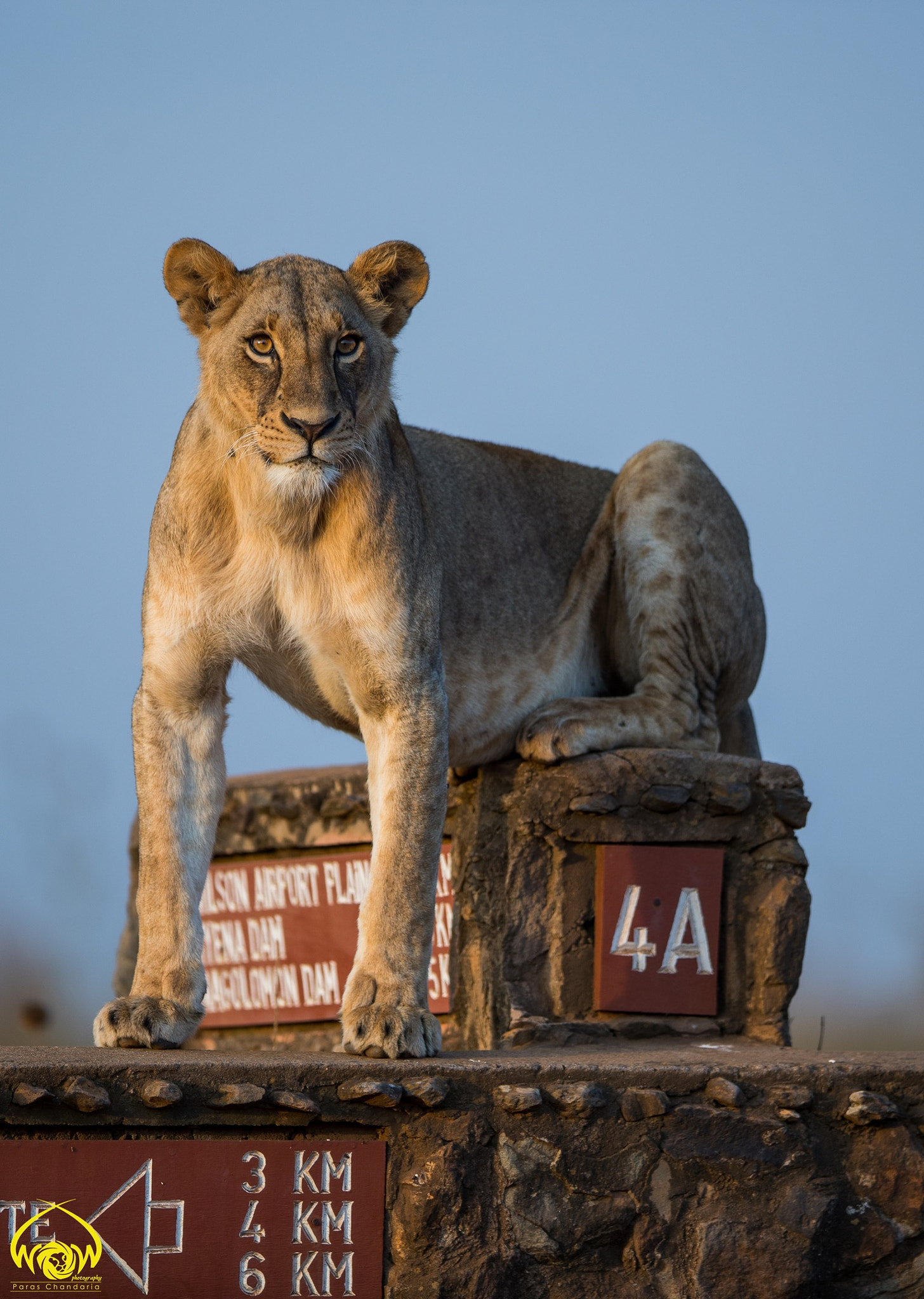 Canon EF 400mm F2.8L IS II USM sample photo. The lion's post!! photography