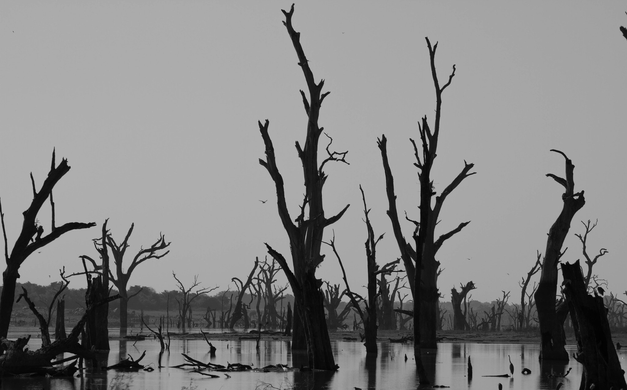 Canon EOS 7D + Canon EF 70-200mm F4L USM sample photo. Dead trees in national park photography