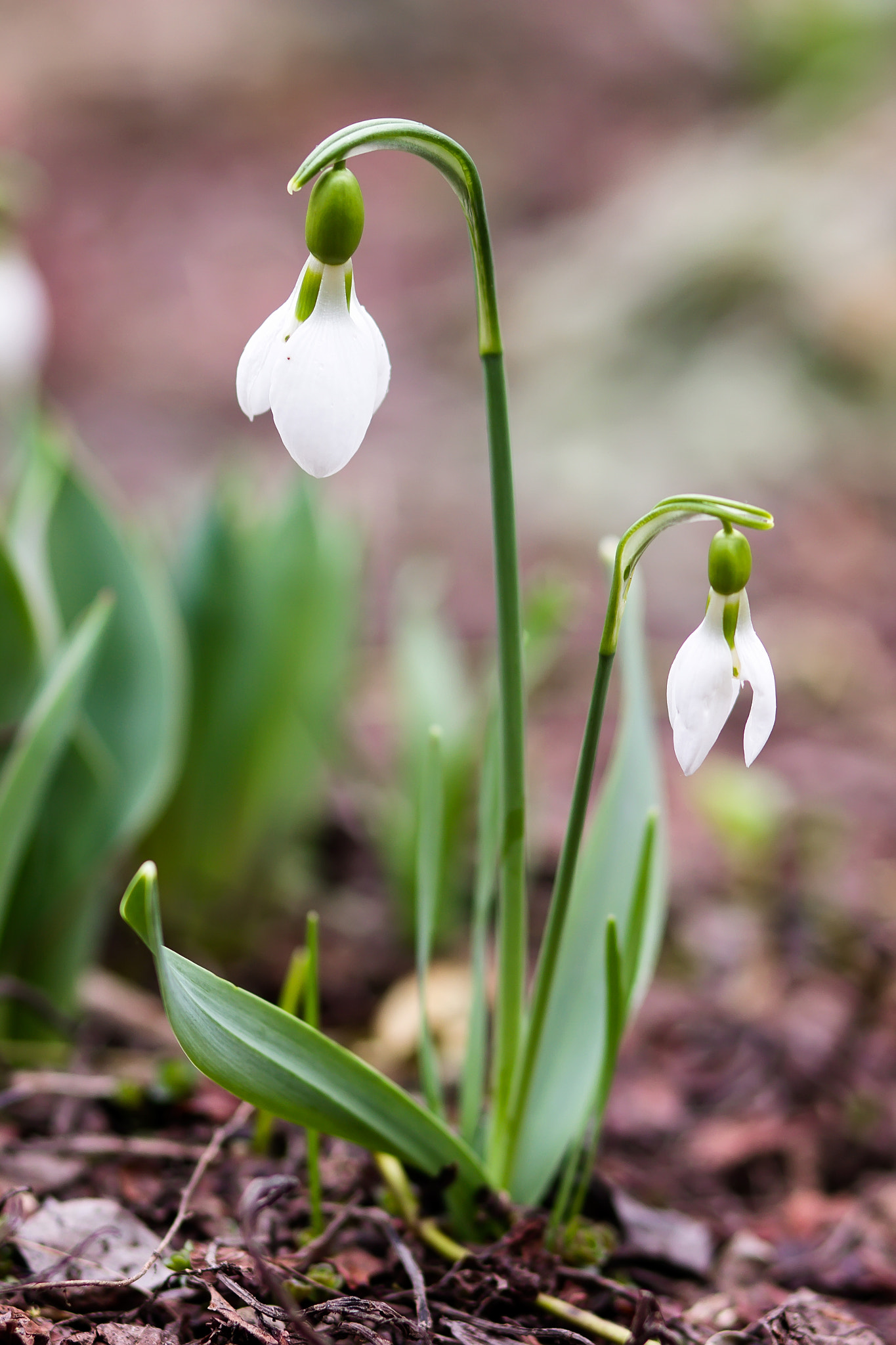 Canon EOS 550D (EOS Rebel T2i / EOS Kiss X4) + Canon EF 85mm F1.8 USM sample photo. Snowdrop photography