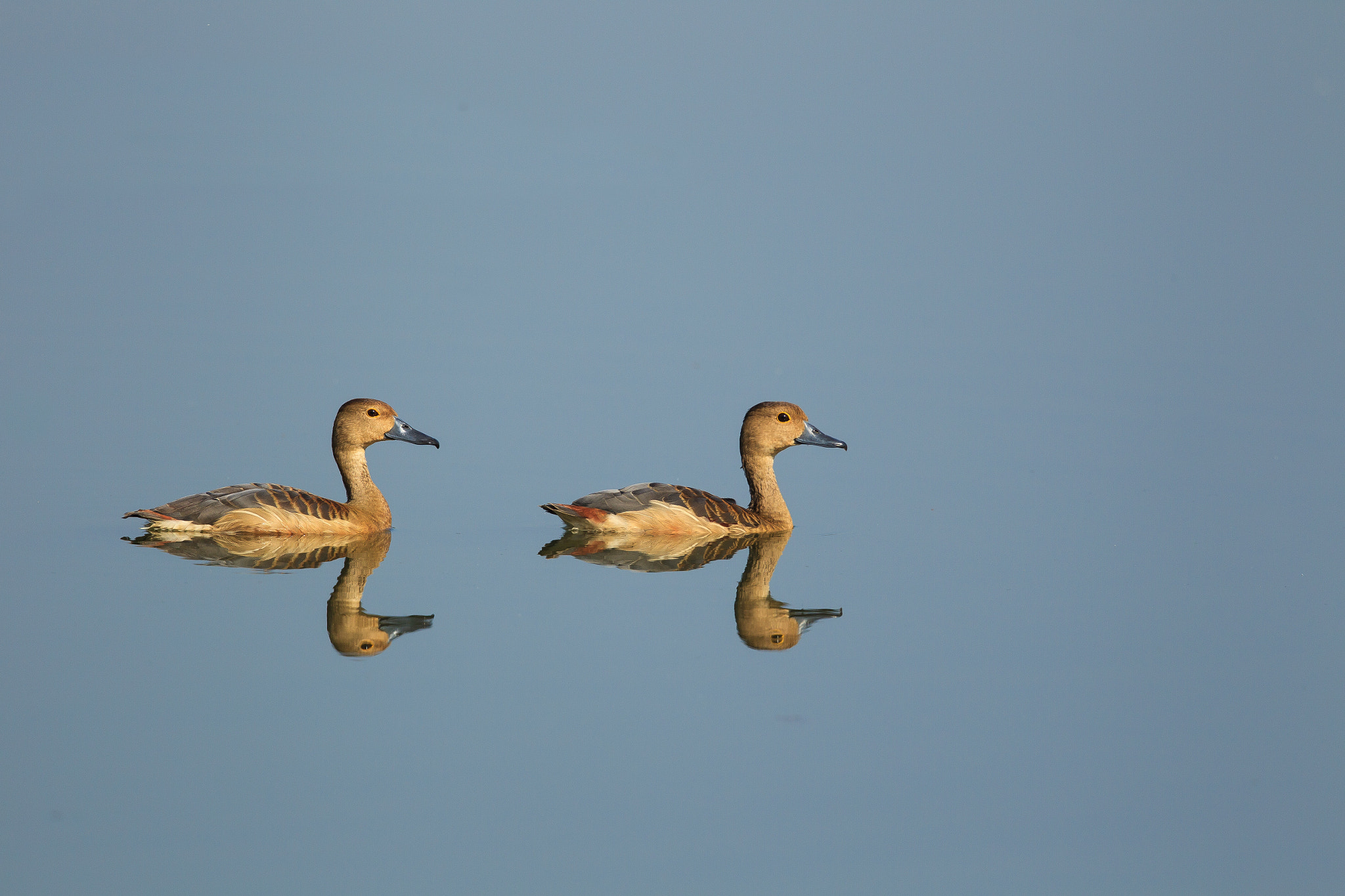 Canon EF 500mm F4L IS II USM sample photo. Minimalism quest - lesser whistling ducks photography