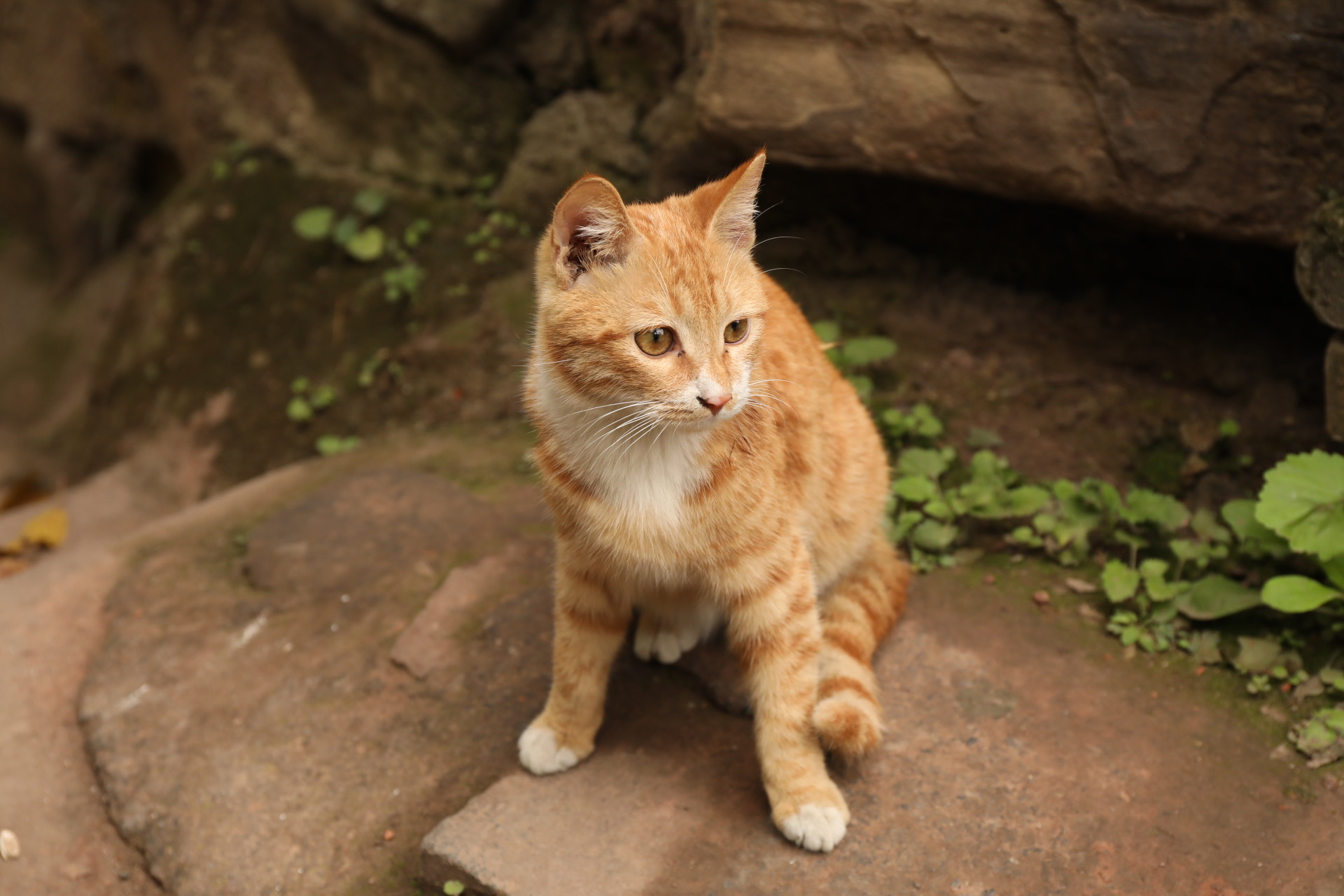 Canon EF 24-70mm F4L IS USM sample photo. 拍得再烂也要发 photography