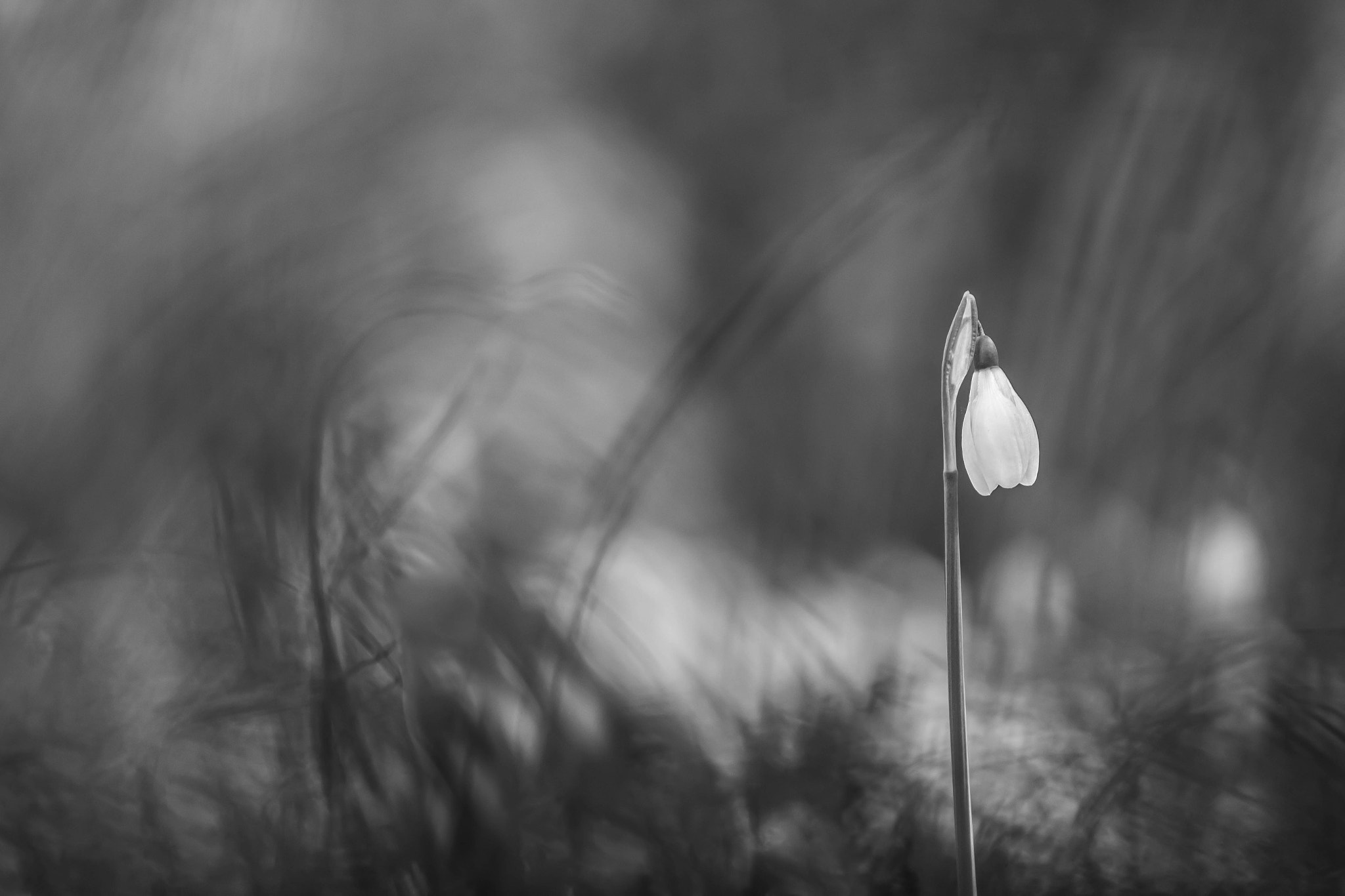Canon EF 100mm F2.8L Macro IS USM sample photo. Happy solitude photography
