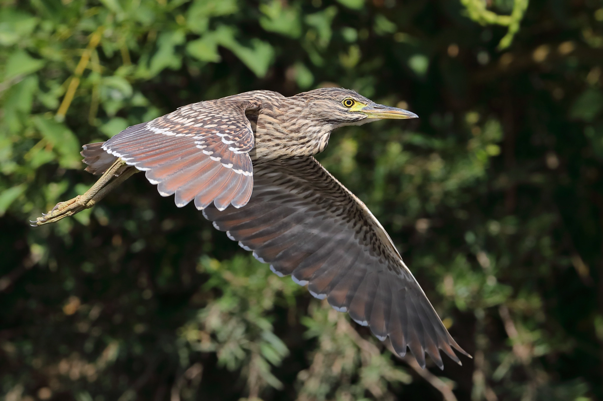 Canon EOS-1D X Mark II + Canon EF 400mm F2.8L IS II USM sample photo. Juvenile night heron photography