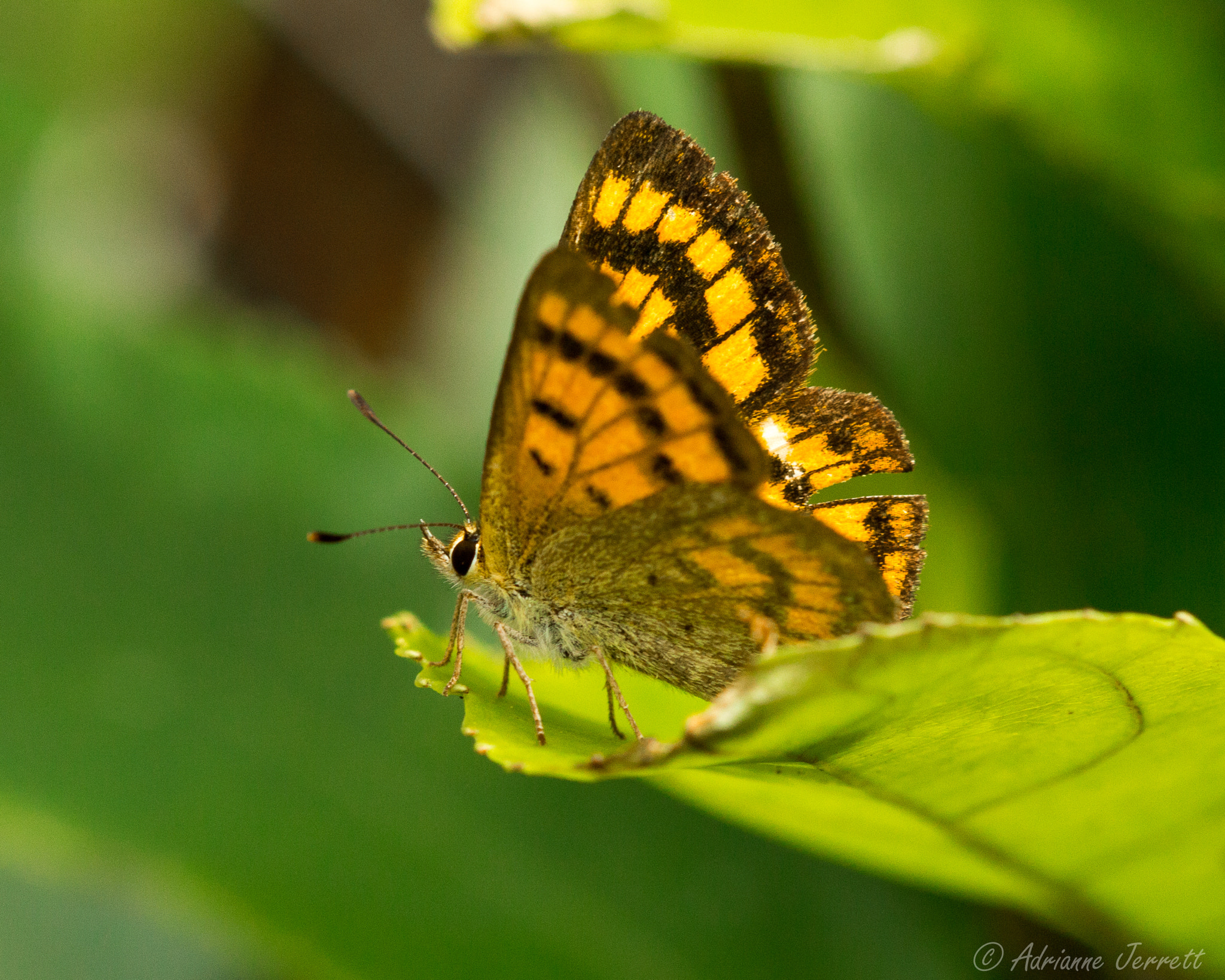 Canon EF 100mm F2.8 Macro USM sample photo. Mystery utterfly photography