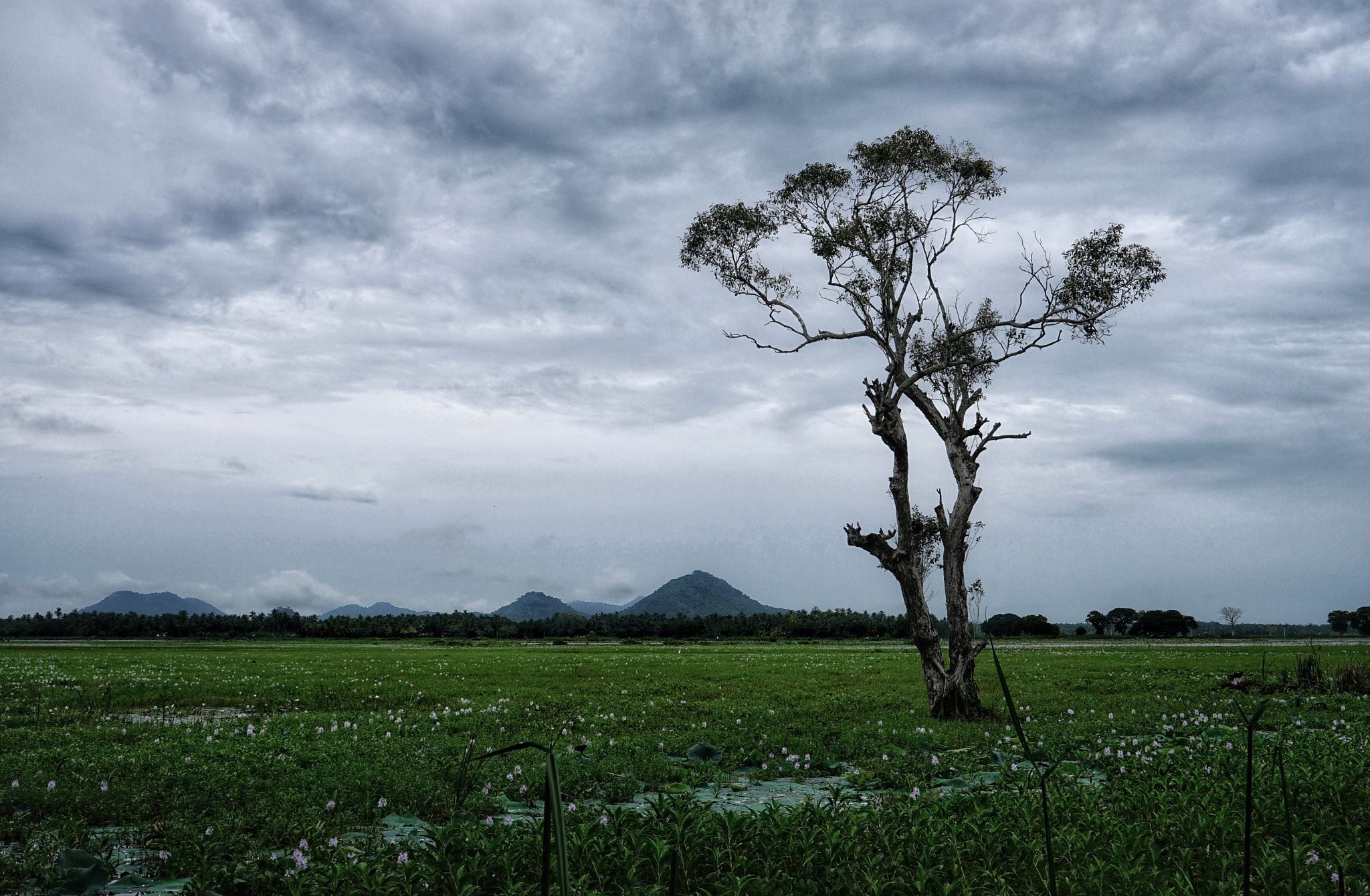 Sony a7 II + Sony Vario Tessar T* FE 24-70mm F4 ZA OSS sample photo. A lonely tree photography