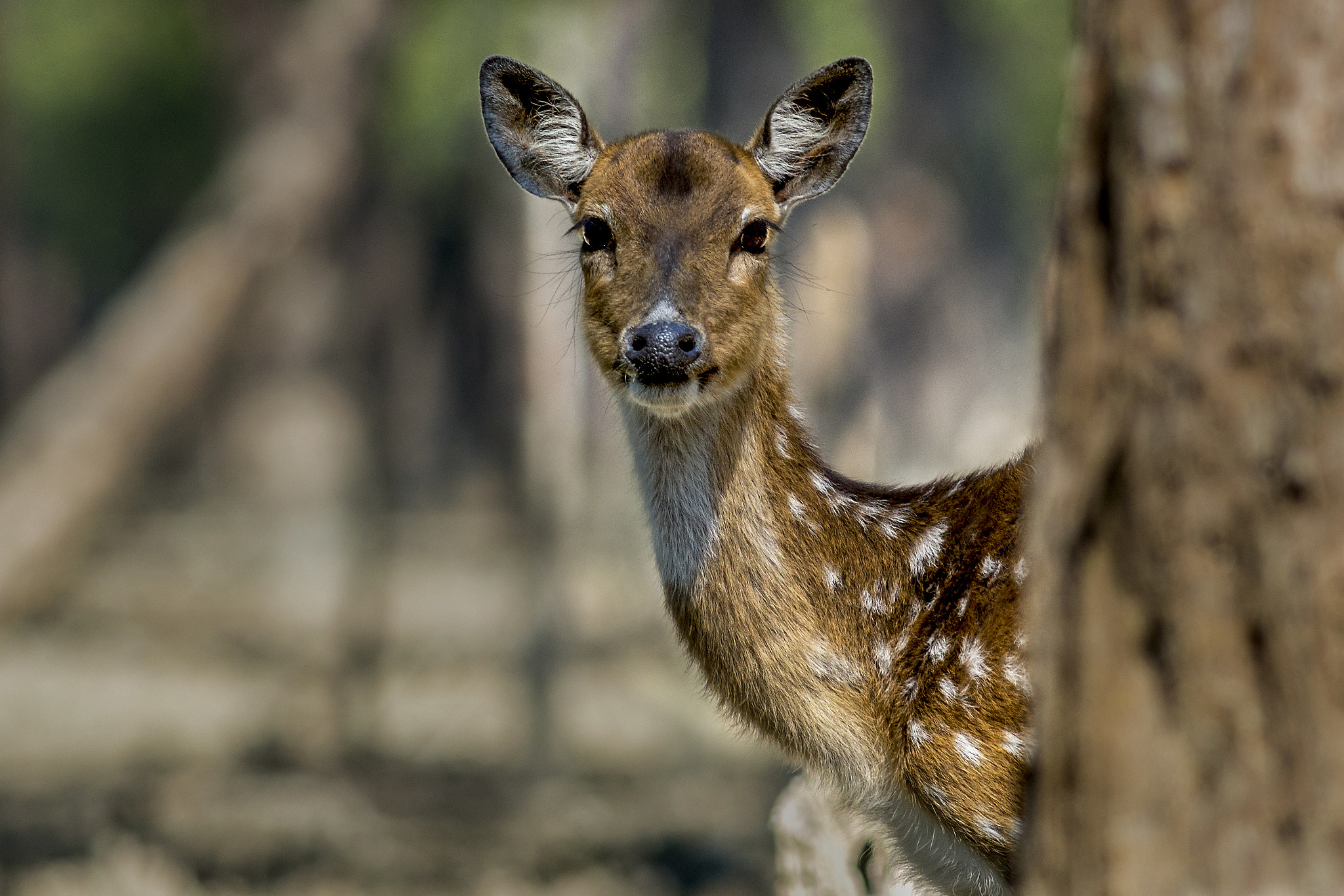 Nikon D7200 + Nikon AF-S Nikkor 300mm F4D ED-IF sample photo. The axis photography