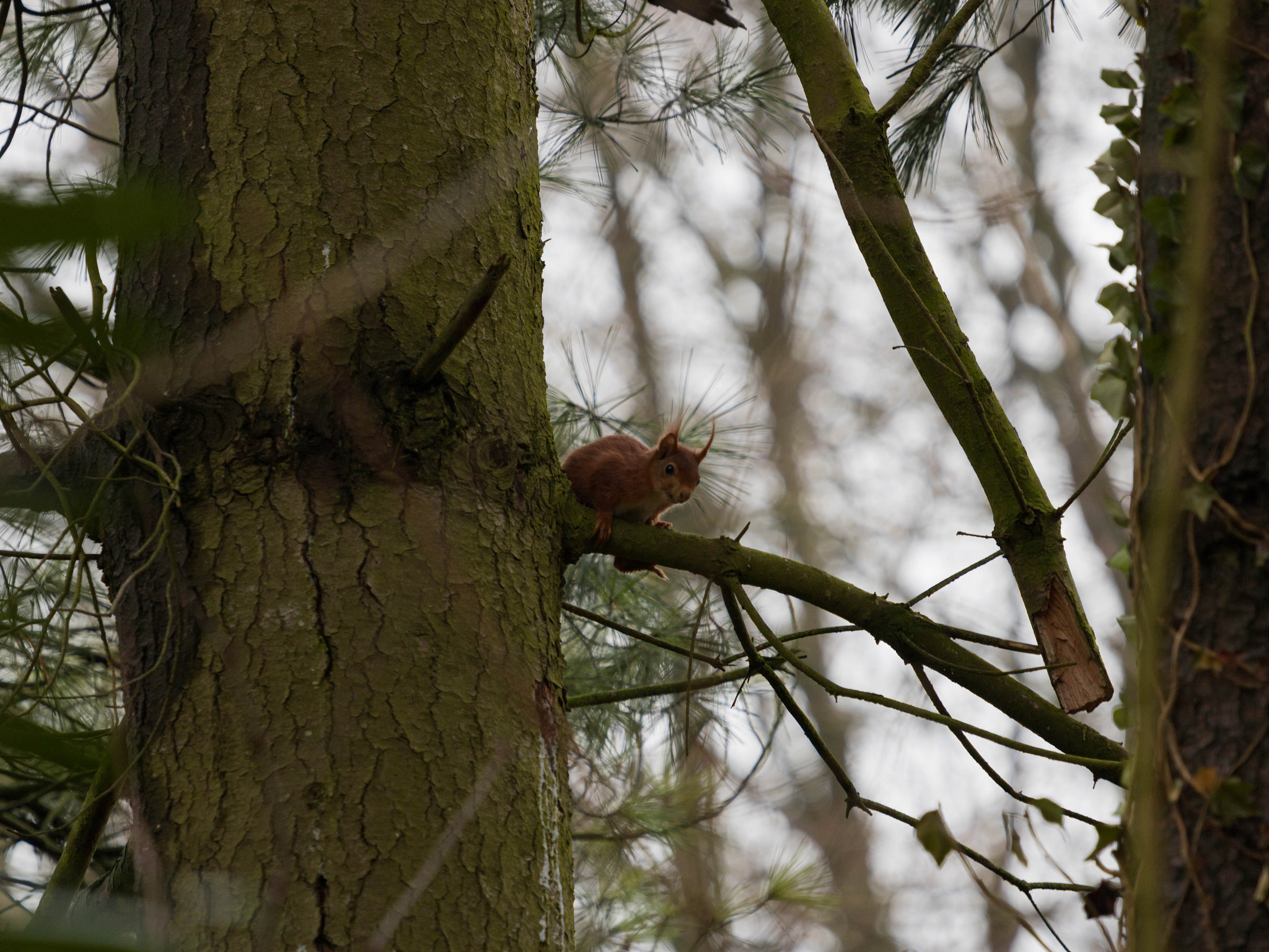 Canon EOS 750D (EOS Rebel T6i / EOS Kiss X8i) + Canon EF 70-200mm F4L USM sample photo. Squirrel photography