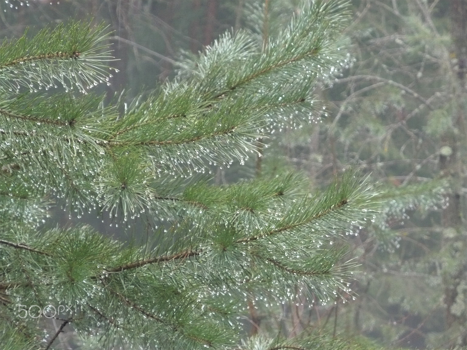 Panasonic DMC-LZ7 sample photo. Drops of rain on a branch of pine photography