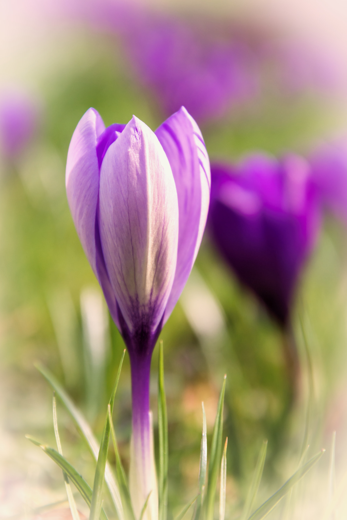 Nikon D7200 sample photo. Crocus photography