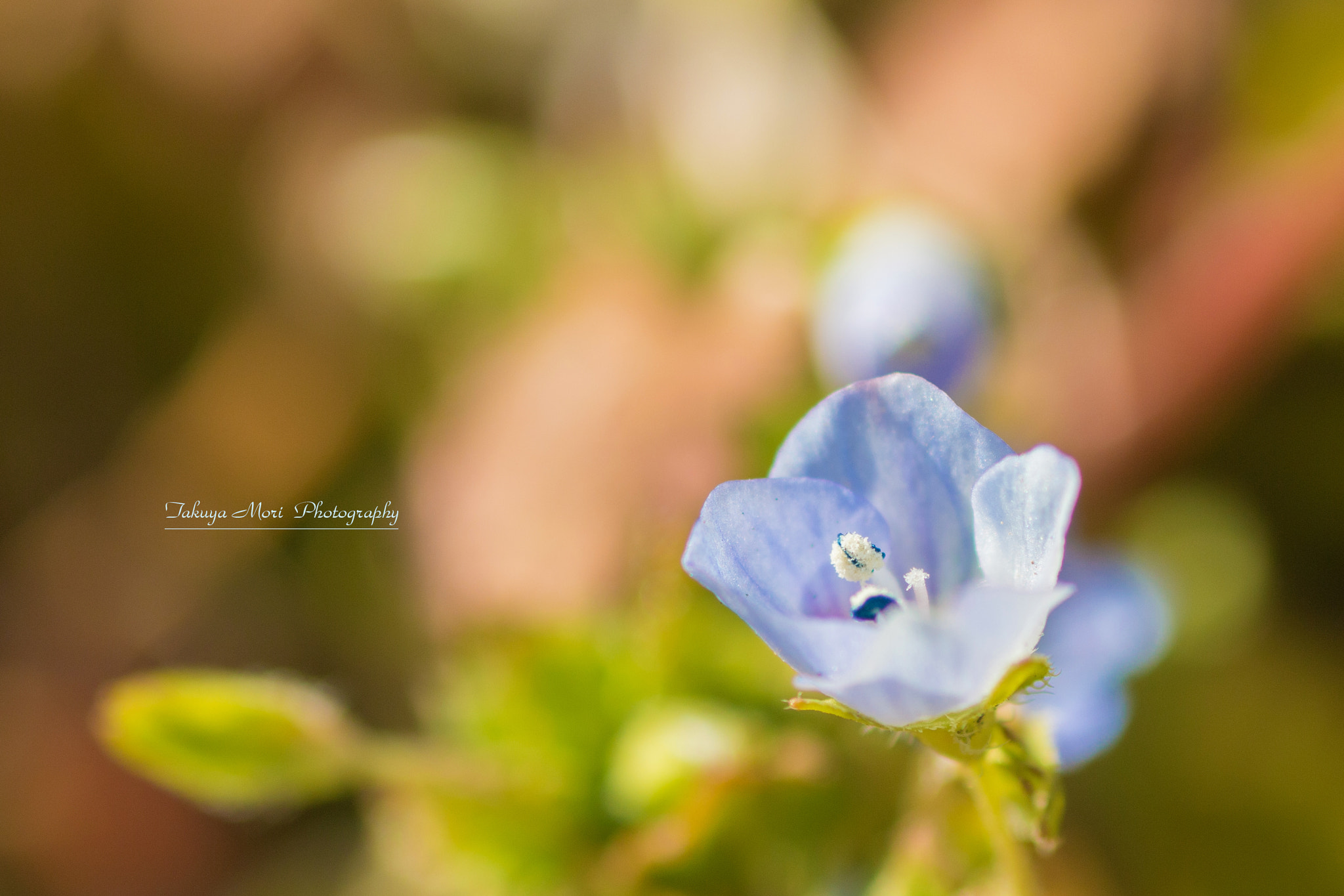 Canon EOS 70D + Tamron SP AF 90mm F2.8 Di Macro sample photo. 小さな春 photography