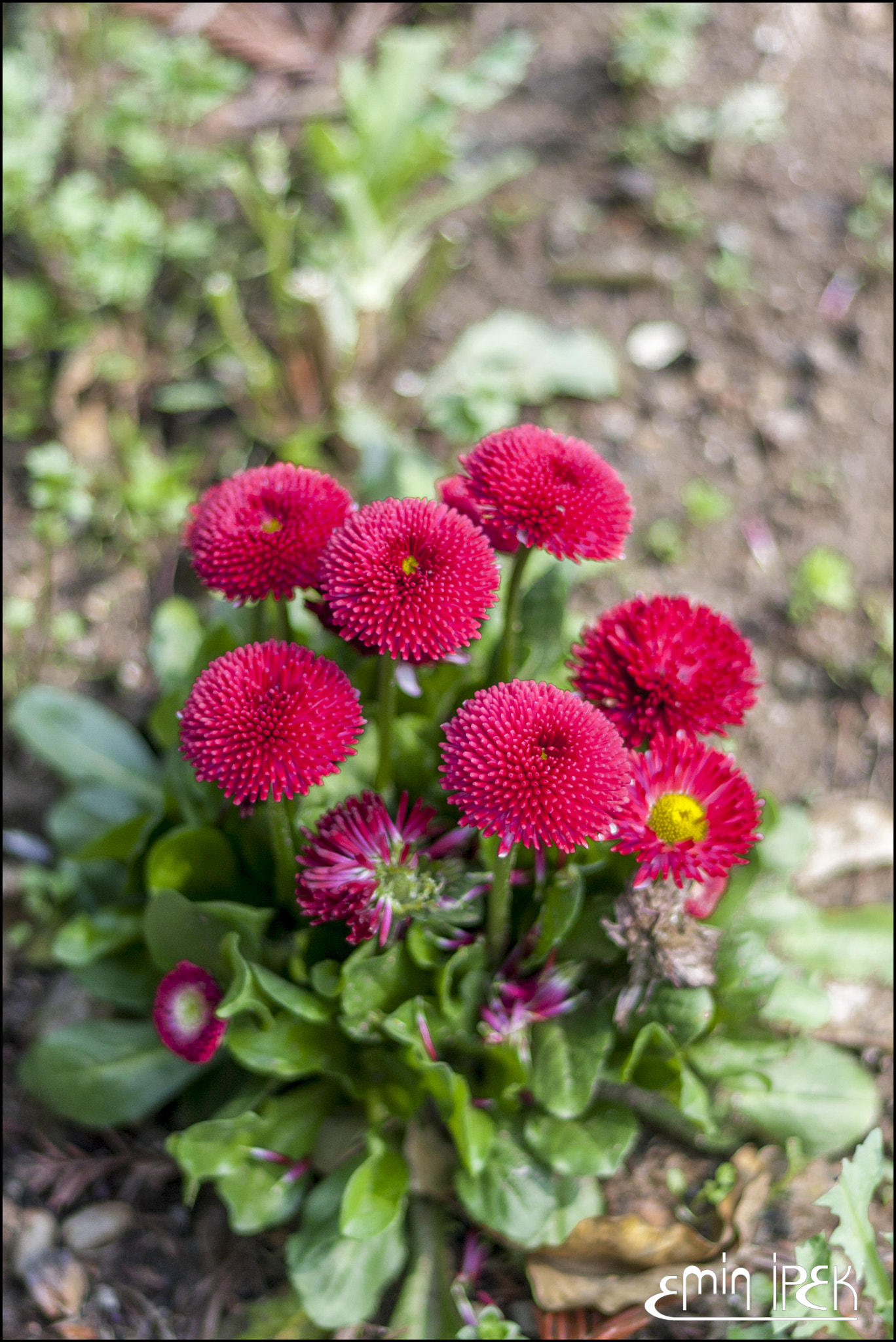 Canon EOS 40D + Canon EF 50mm F1.8 STM sample photo. Flower photography