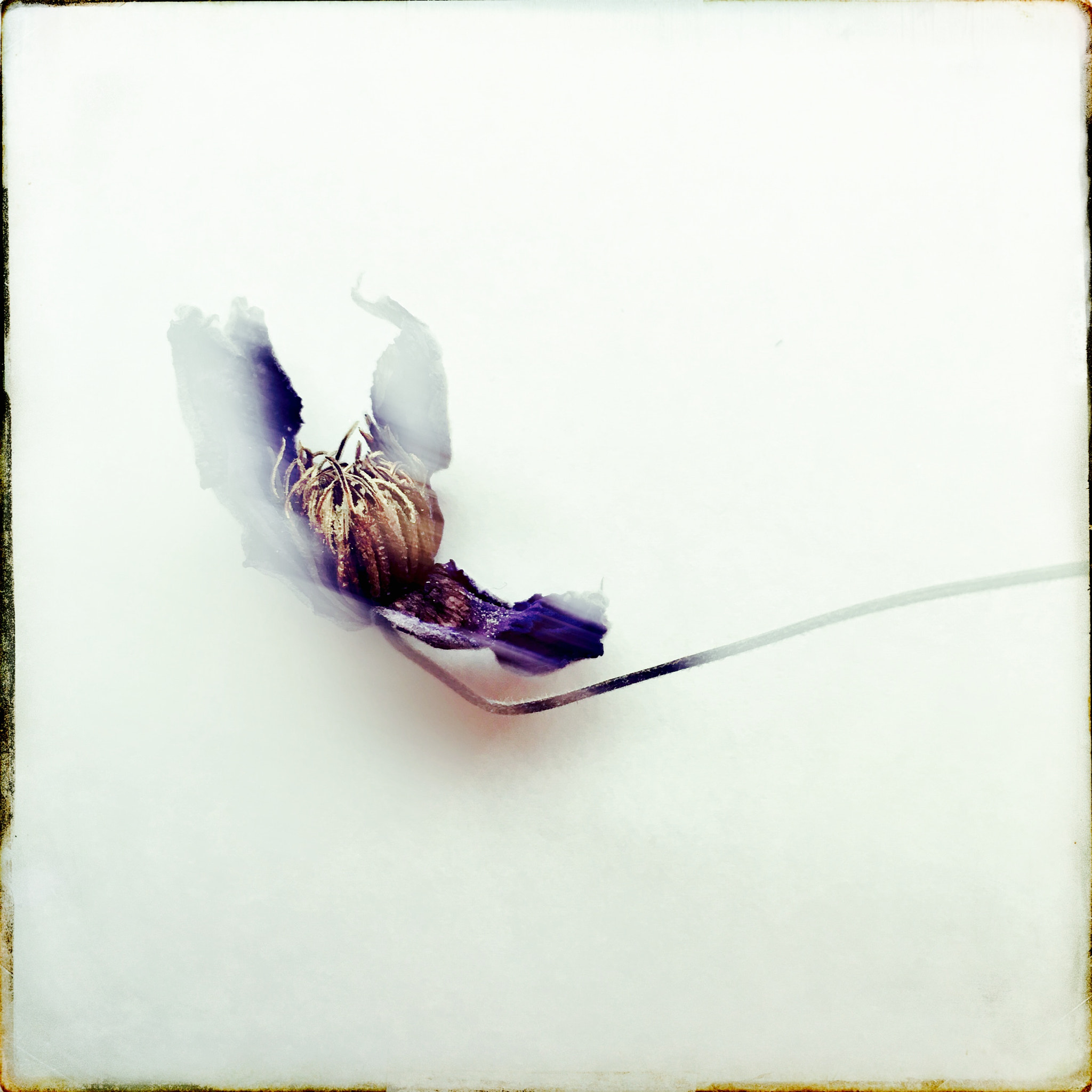 Hipstamatic 331 sample photo. Fading flower photography