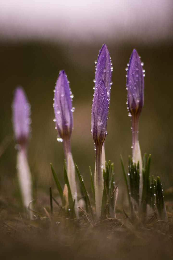 Sony a7R + Sony DT 50mm F1.8 SAM sample photo. Spring has sprang photography