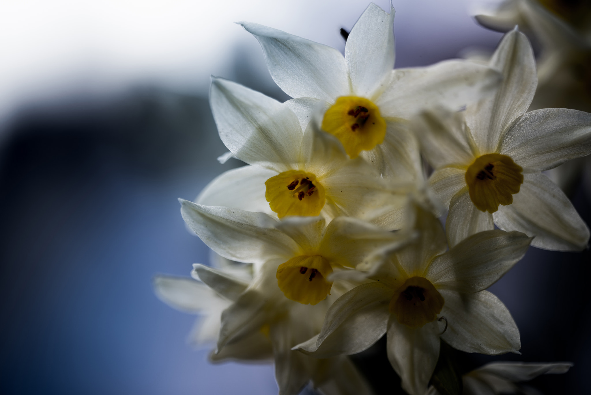 Sigma 150mm F2.8 EX DG OS Macro HSM sample photo. Narcissus photography