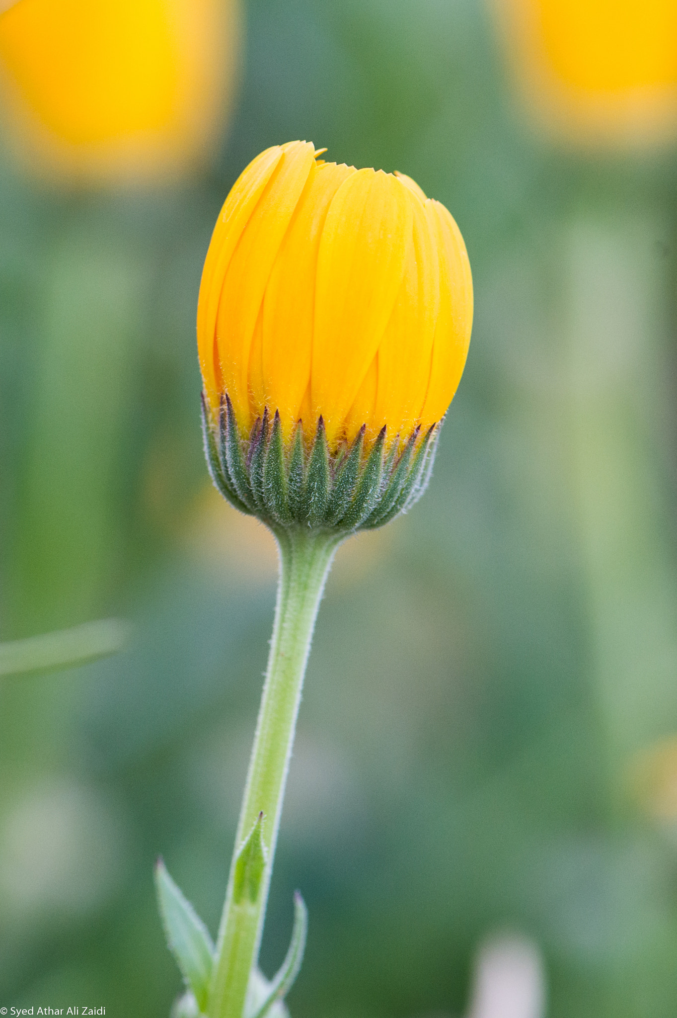 Nikon AF-S Micro-Nikkor 105mm F2.8G IF-ED VR sample photo. Yet to bloom photography