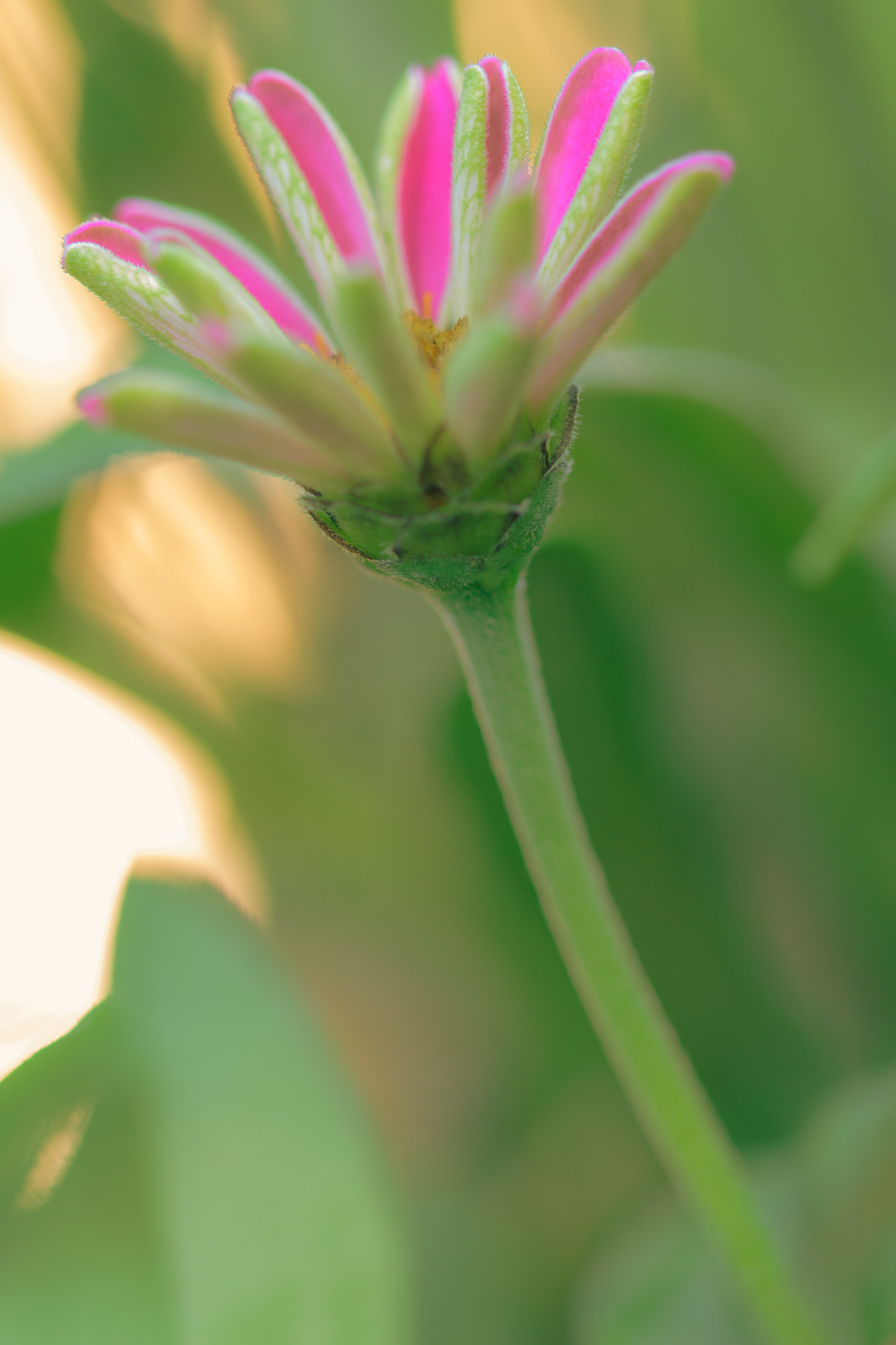 Canon EOS 700D (EOS Rebel T5i / EOS Kiss X7i) + Sigma 105mm F2.8 EX DG OS HSM sample photo. Nature  photography