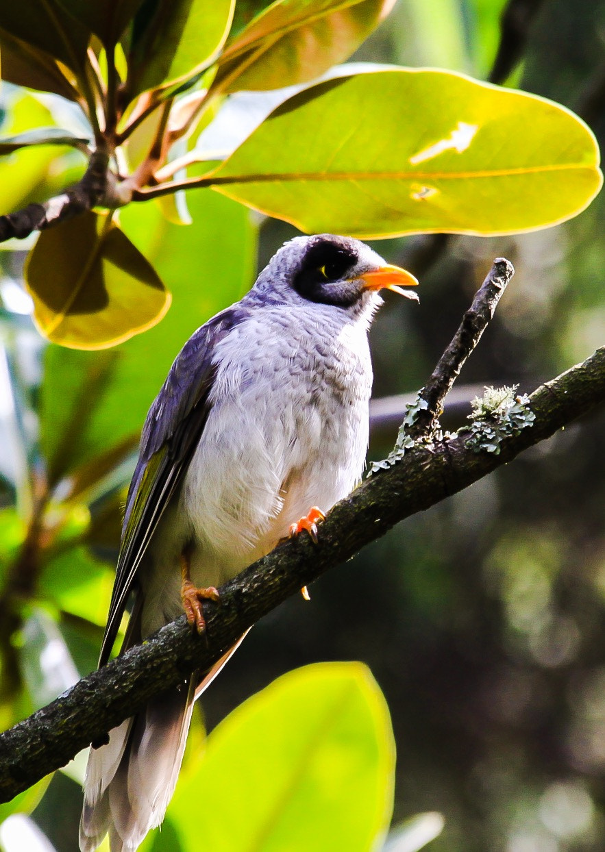 Sigma 18-200mm f/3.5-6.3 DC OS sample photo. A bird photography