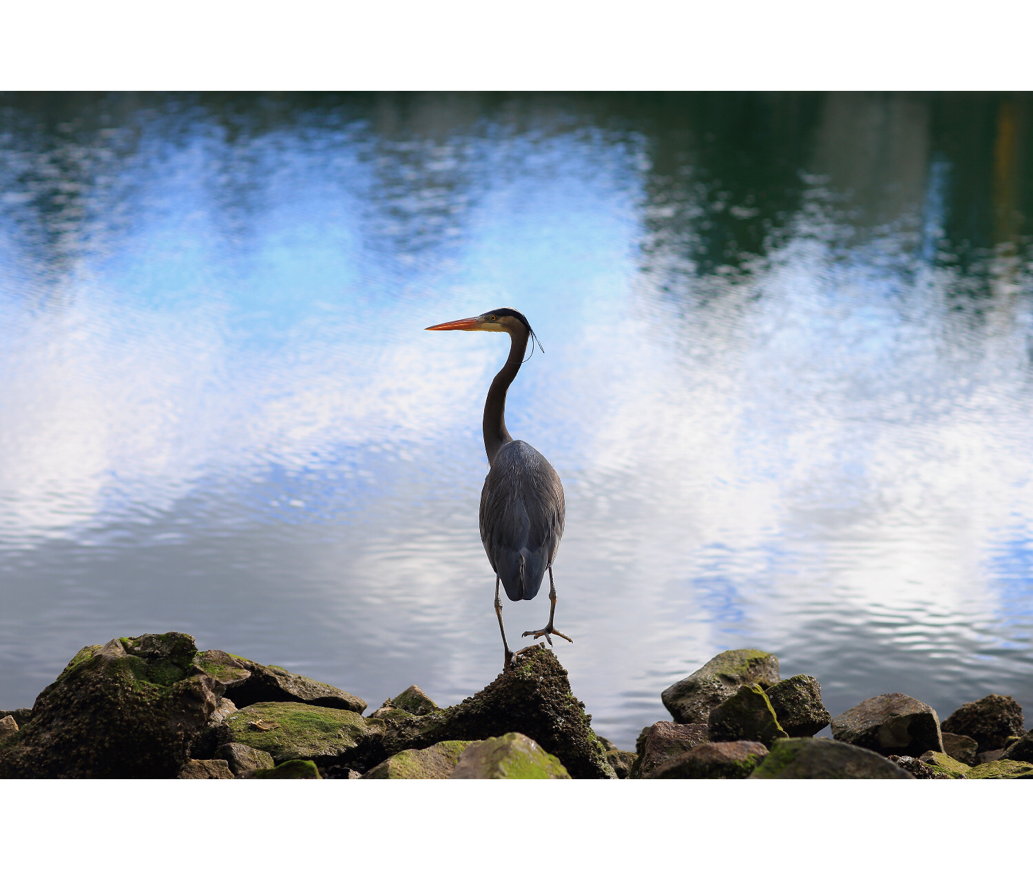 Canon EF 85mm F1.2L II USM sample photo