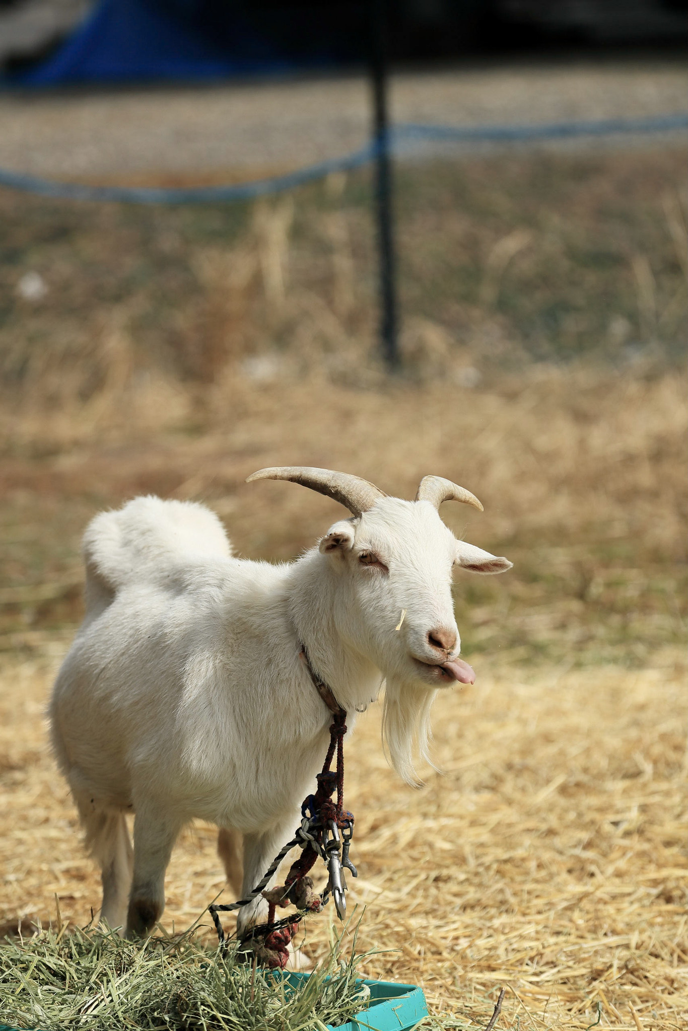 Canon EOS-1D X Mark II sample photo. A goat photography