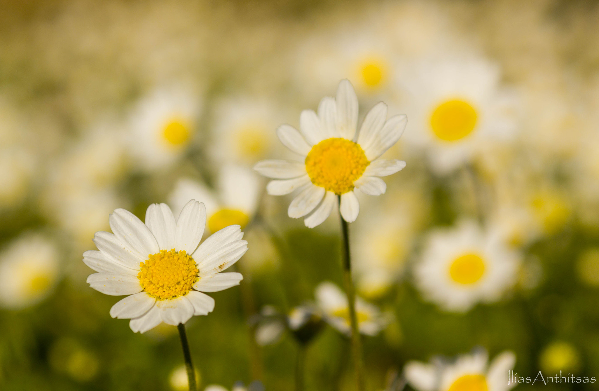 Canon EOS 550D (EOS Rebel T2i / EOS Kiss X4) + Sigma 24-70mm F2.8 EX DG Macro sample photo. Daisies photography