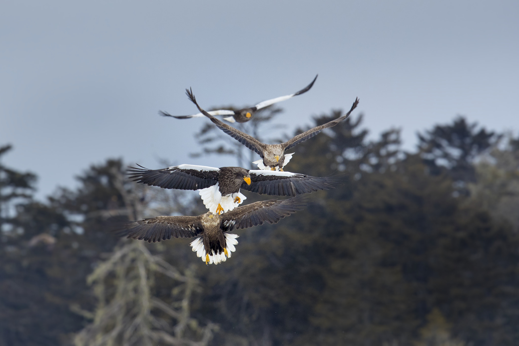 Canon EF 600mm F4L IS II USM sample photo