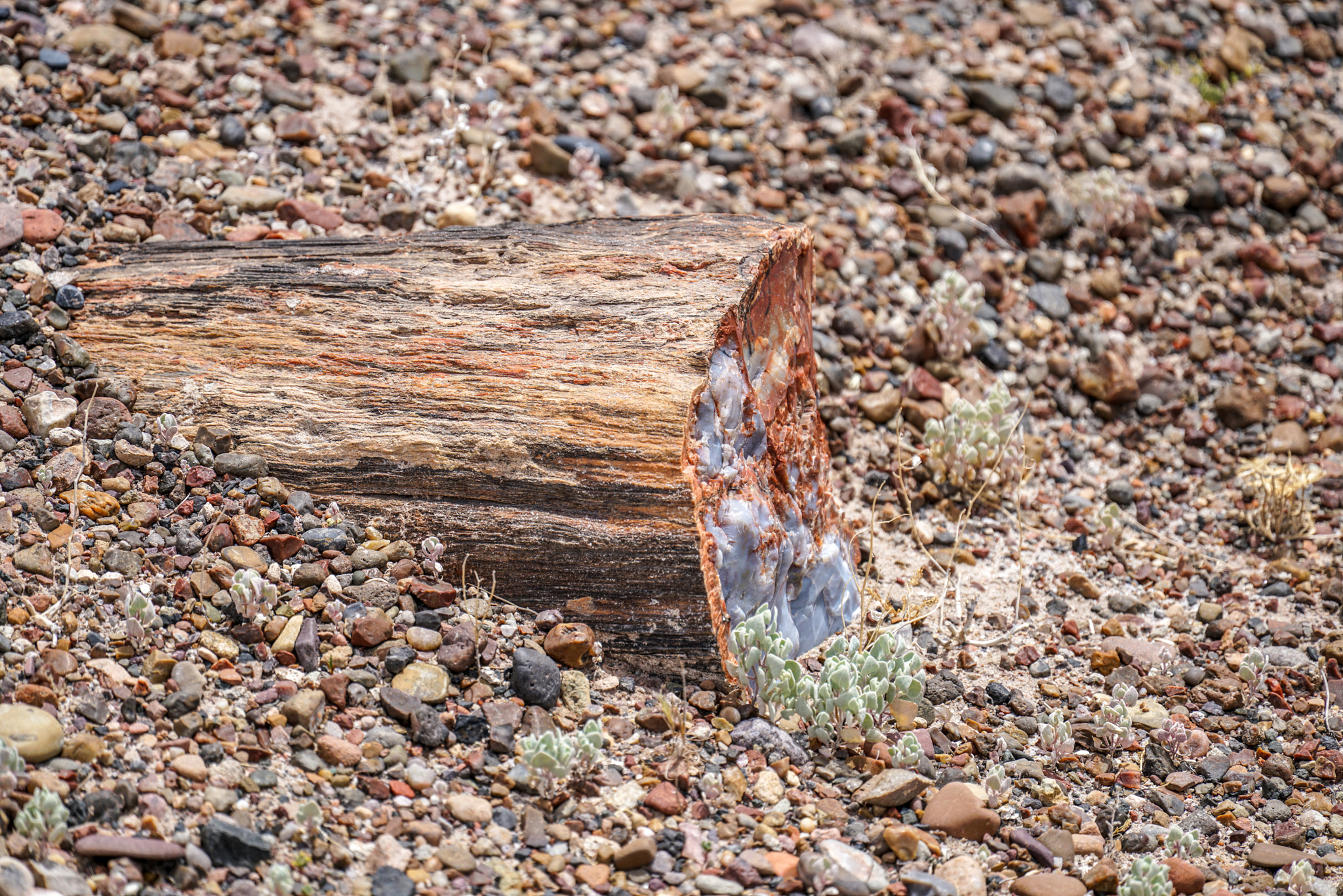 Sony FE 70-300mm F4.5-5.6 G OSS sample photo. Petified forest photography