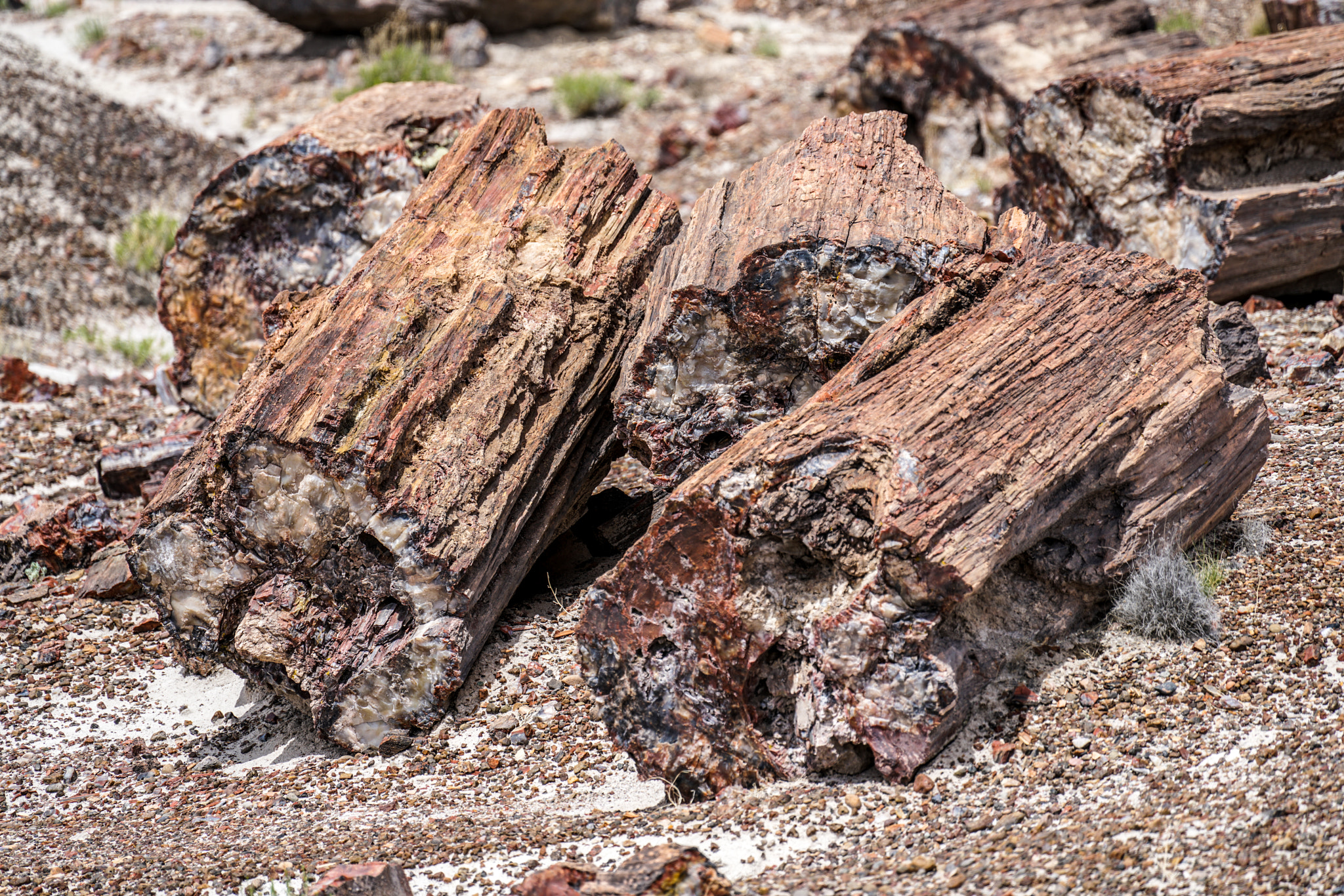Sony FE 70-300mm F4.5-5.6 G OSS sample photo. Petified forest photography