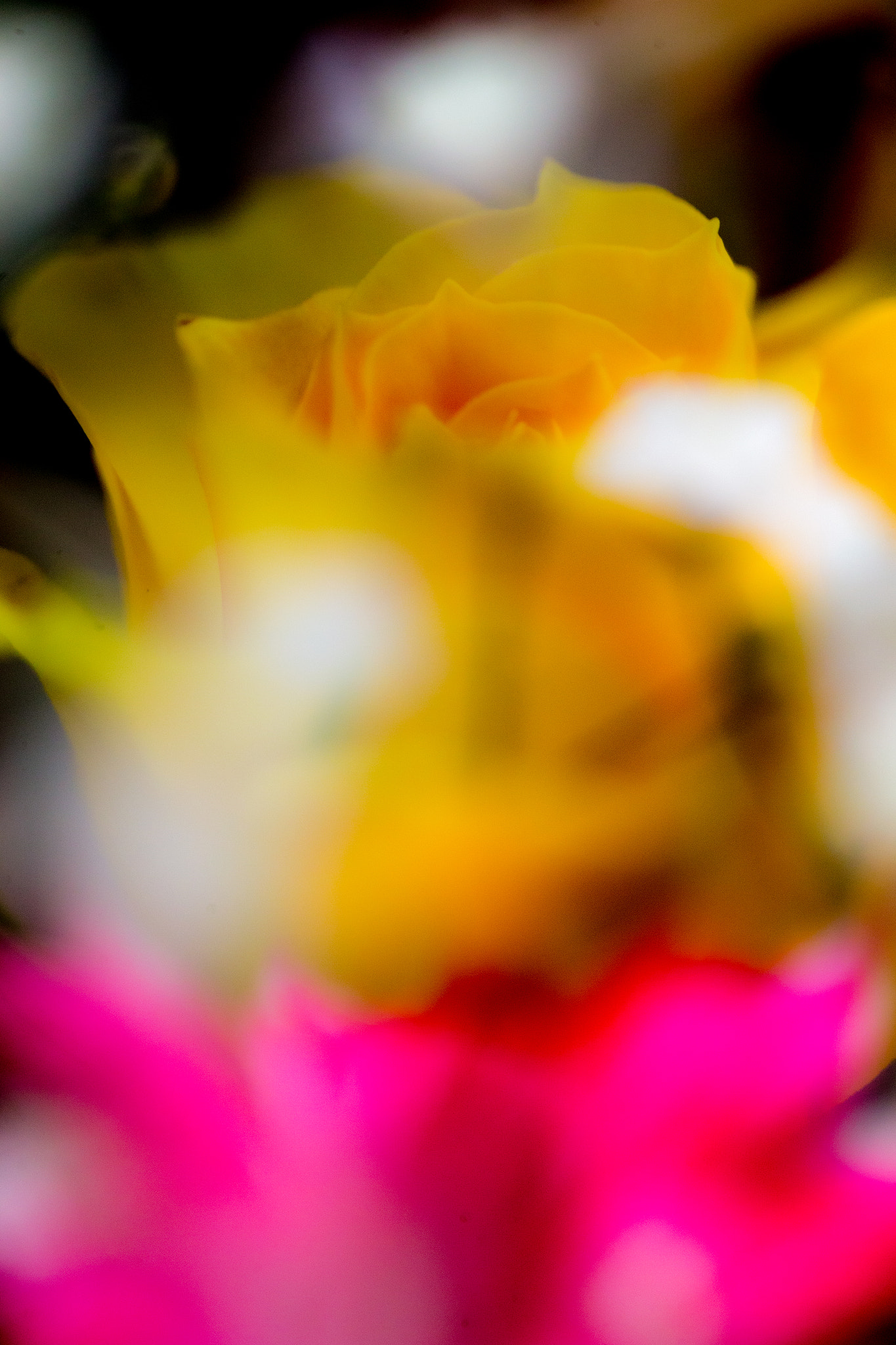 Canon EF 100mm F2.8L Macro IS USM sample photo. Rose photography