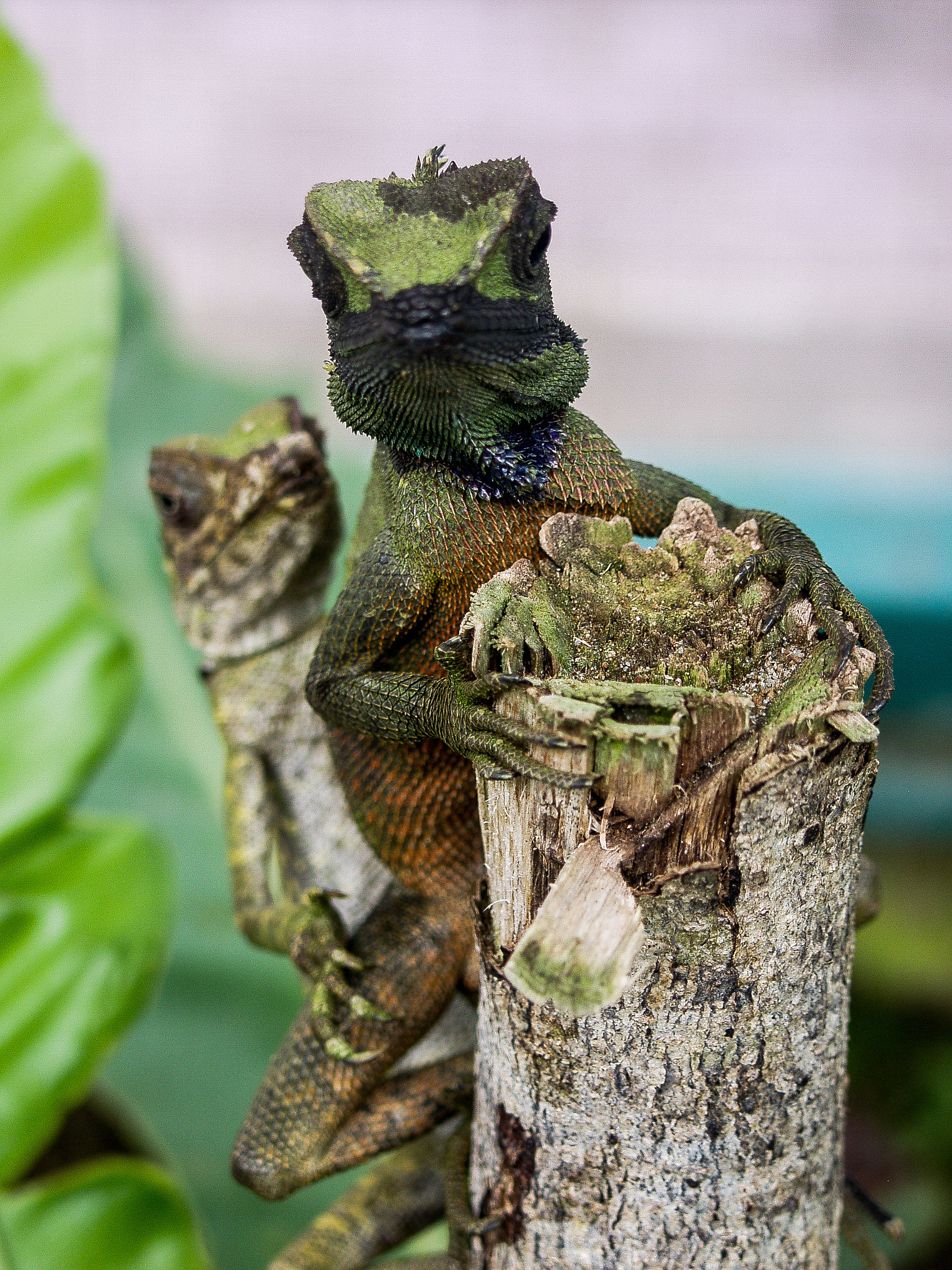 Olympus E-20,E-20N,E-20P sample photo. Iguana party photography