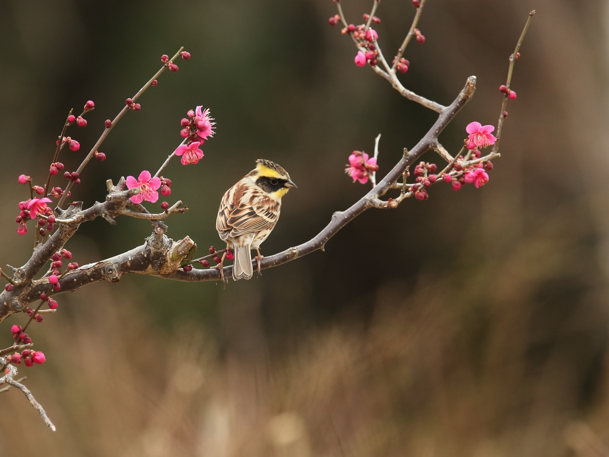 Canon EF 400mm F2.8L IS II USM sample photo. ミヤマホオジロ yellow-throated bunting photography