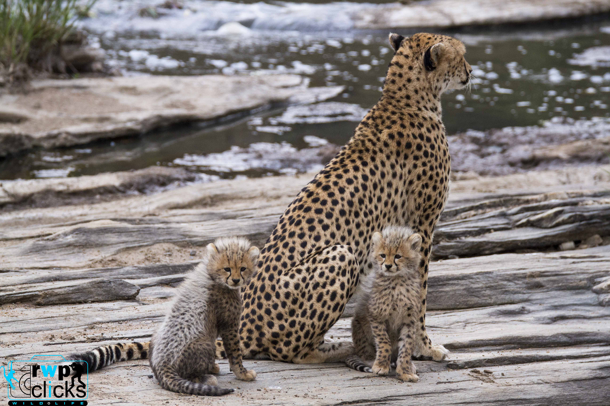 150-600mm F5-6.3 DG OS HSM | Sports 014 sample photo. Malaika and her cubs  photography