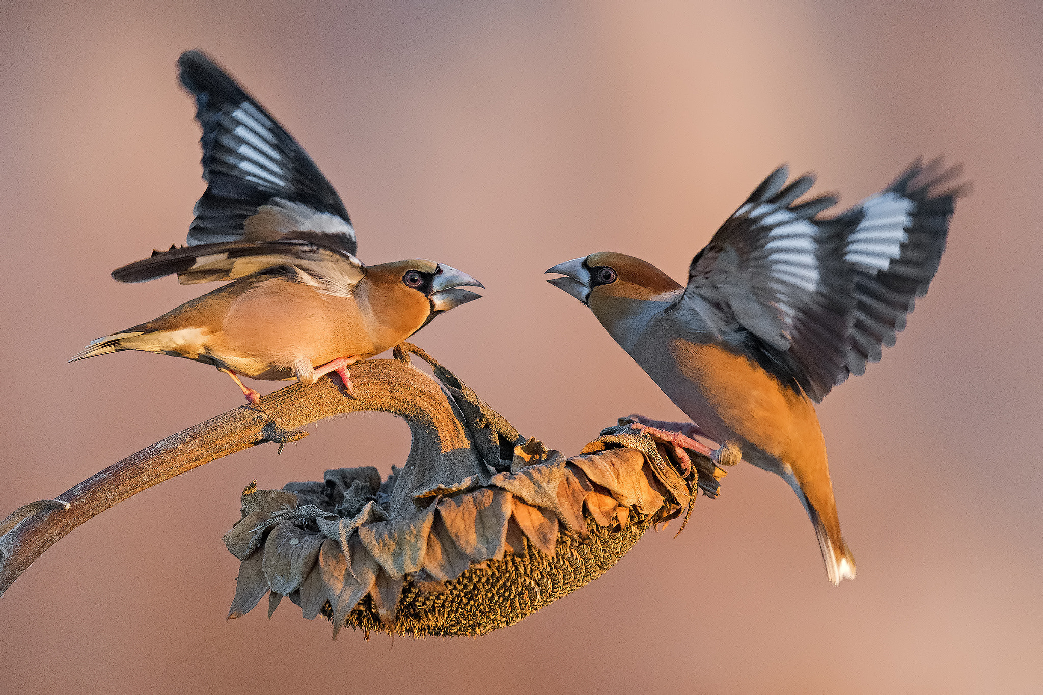 Nikon AF-S Nikkor 500mm F4G ED VR sample photo. Fight at the dawn photography