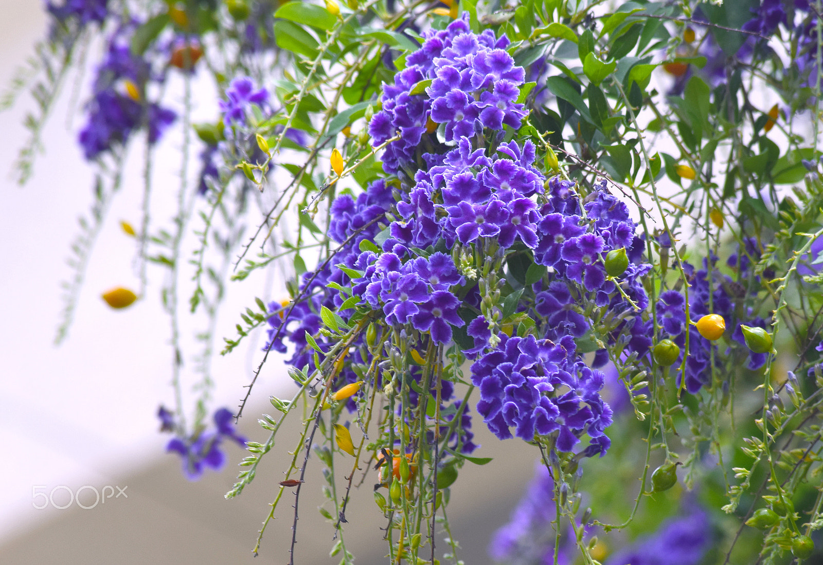 AF Zoom-Nikkor 24-50mm f/3.3-4.5D sample photo. Coastal sapphire showers duranta photography
