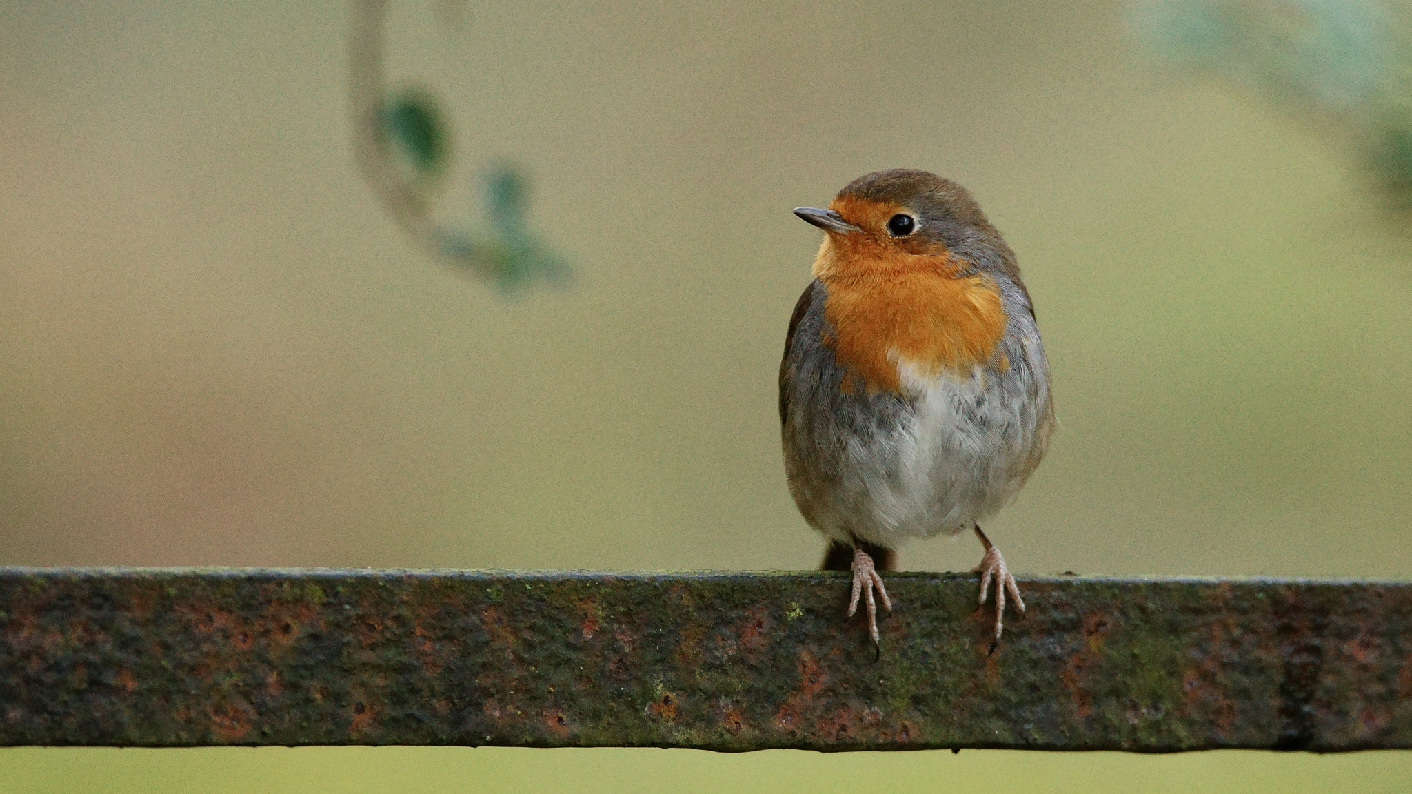 Sony 300mm F2.8 G SSM II sample photo. Friendly robin photography