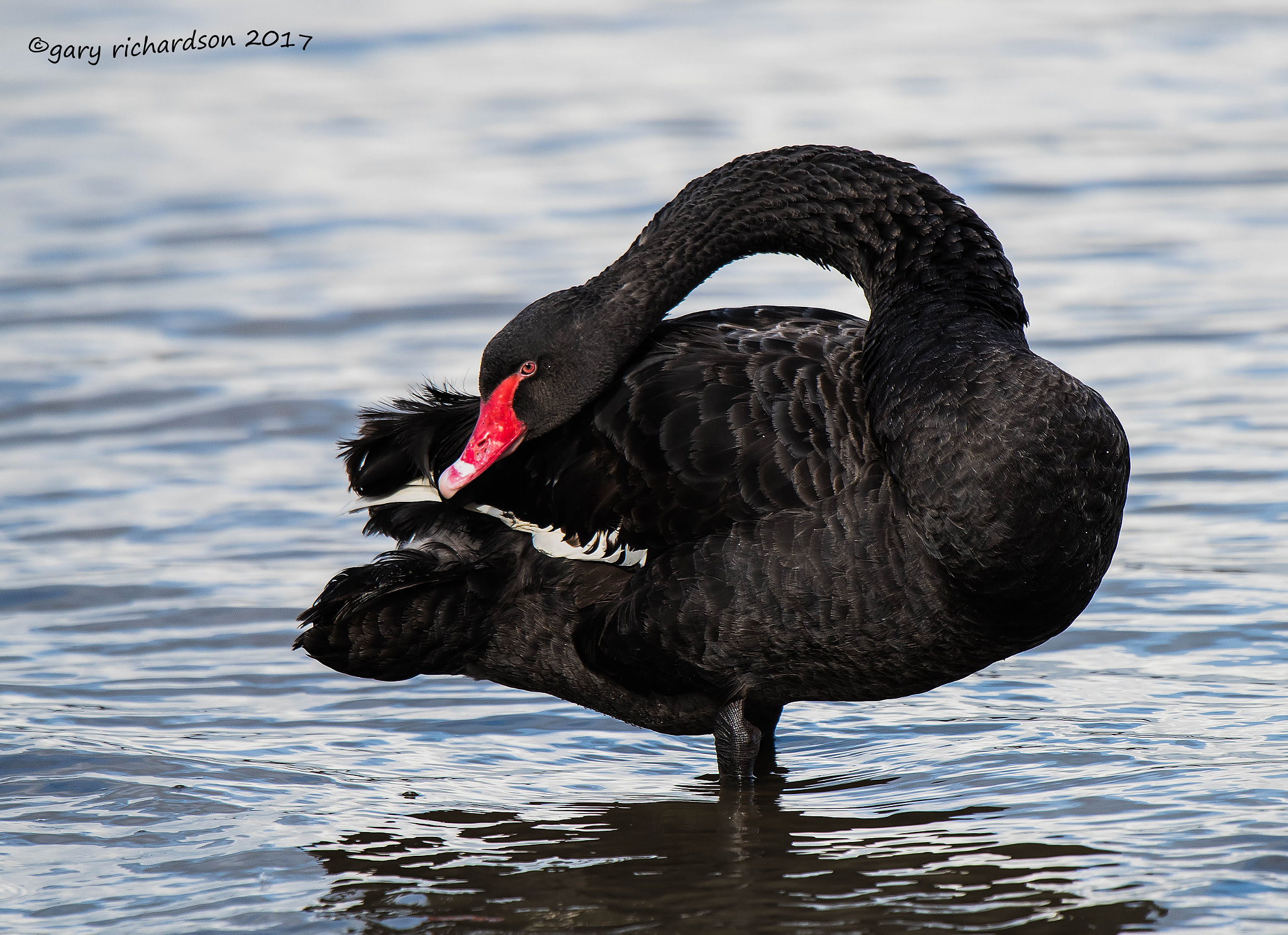 Nikon D810 + Nikon AF-S Nikkor 500mm F4G ED VR sample photo. Black swan photography