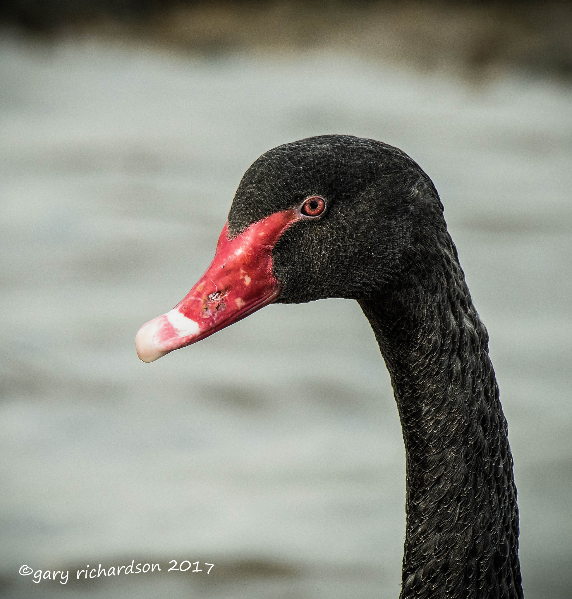 Nikon AF-S Nikkor 500mm F4G ED VR sample photo. Black swan photography
