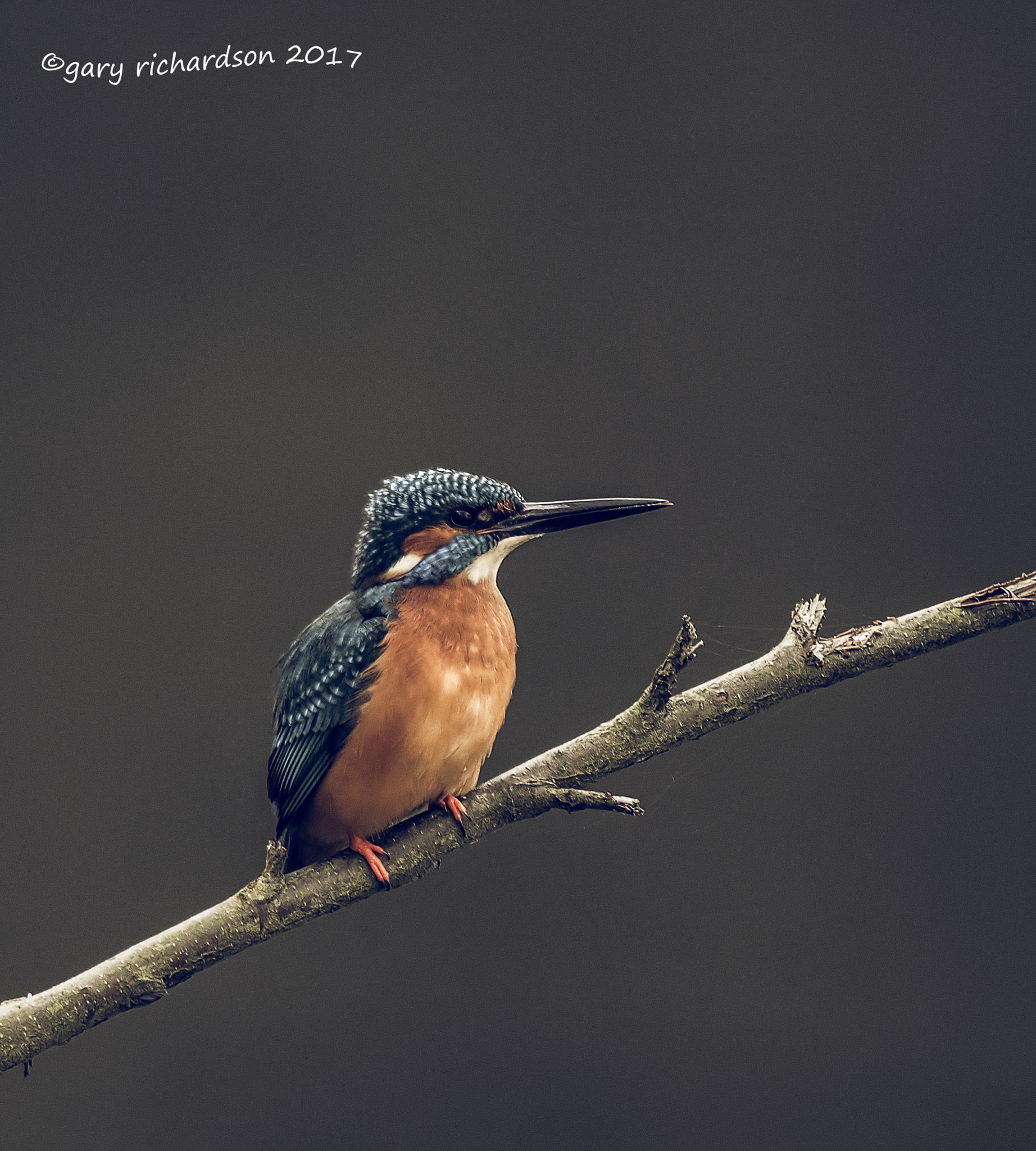 Nikon D810 + Nikon AF-S Nikkor 500mm F4G ED VR sample photo. Kingfisher photography