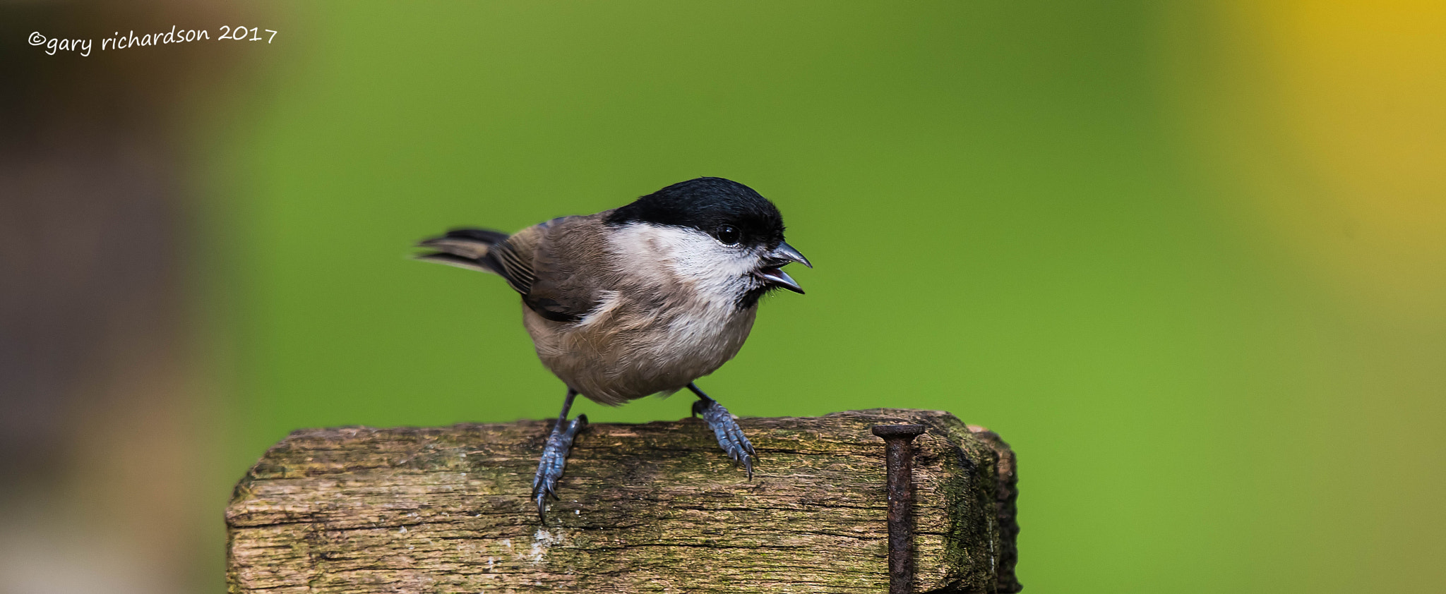 Nikon D810 + Nikon AF-S Nikkor 500mm F4G ED VR sample photo. Marsh tit photography