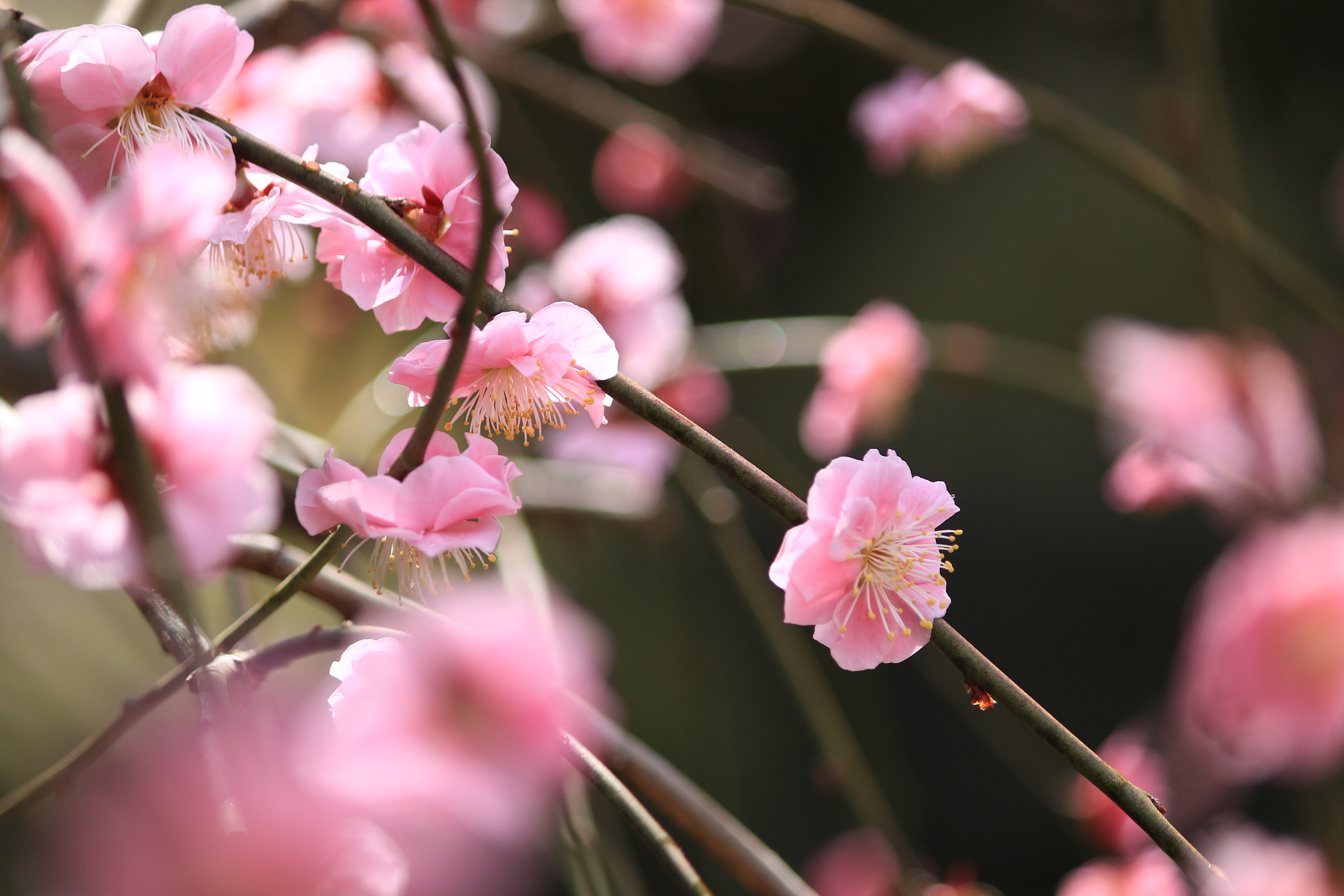 Canon EF-S 55-250mm F4-5.6 IS II sample photo. Enjoy photography