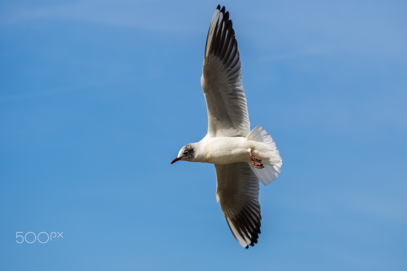 Olympus OM-D E-M10 sample photo. In the sky photography