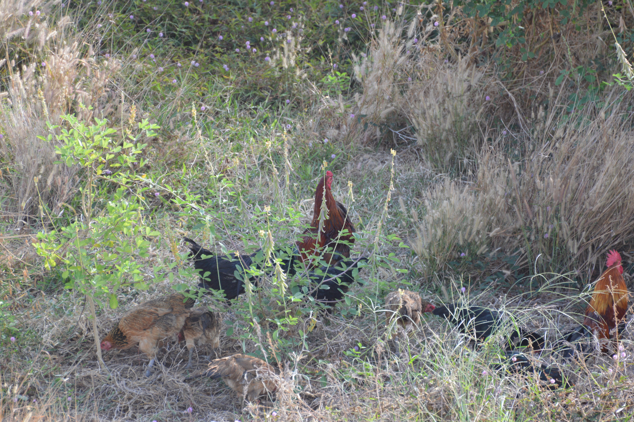 Nikon D3200 sample photo. Wild chickens photography