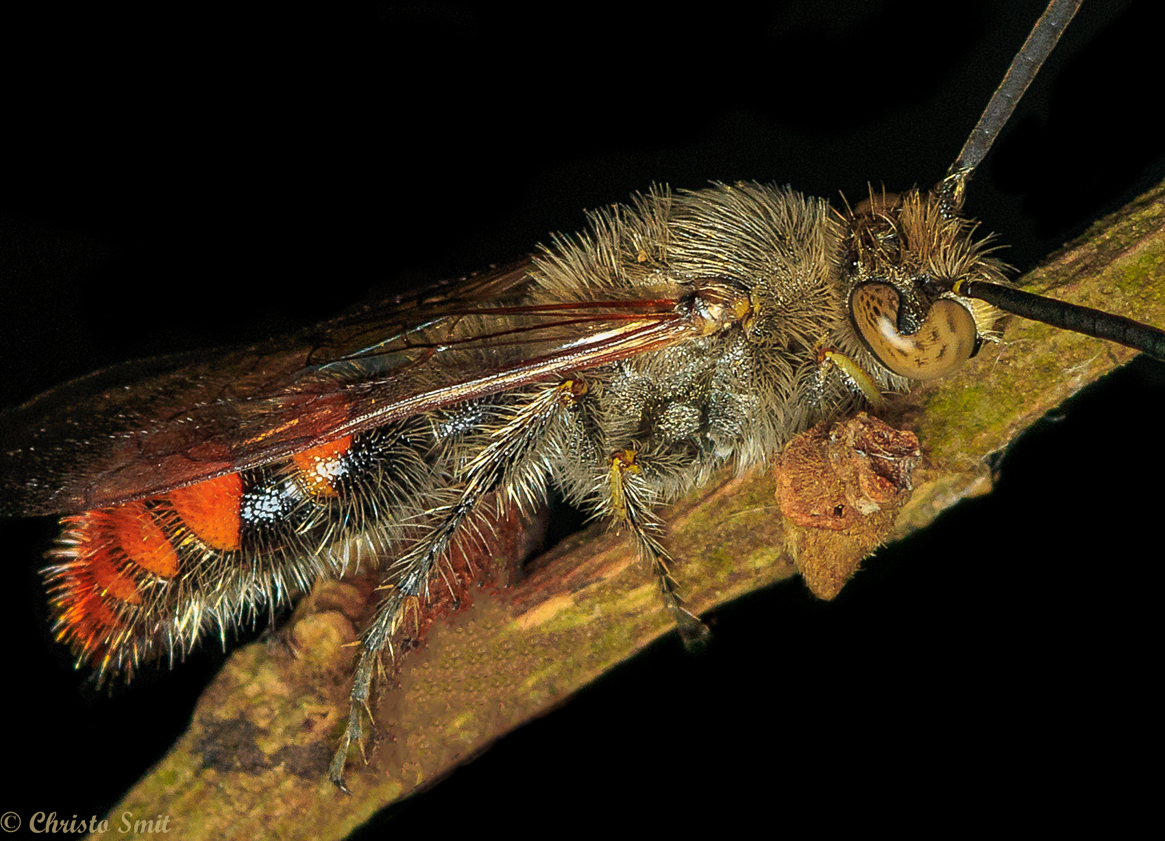 Canon EF 100mm F2.8 Macro USM sample photo. Little fluffy photography