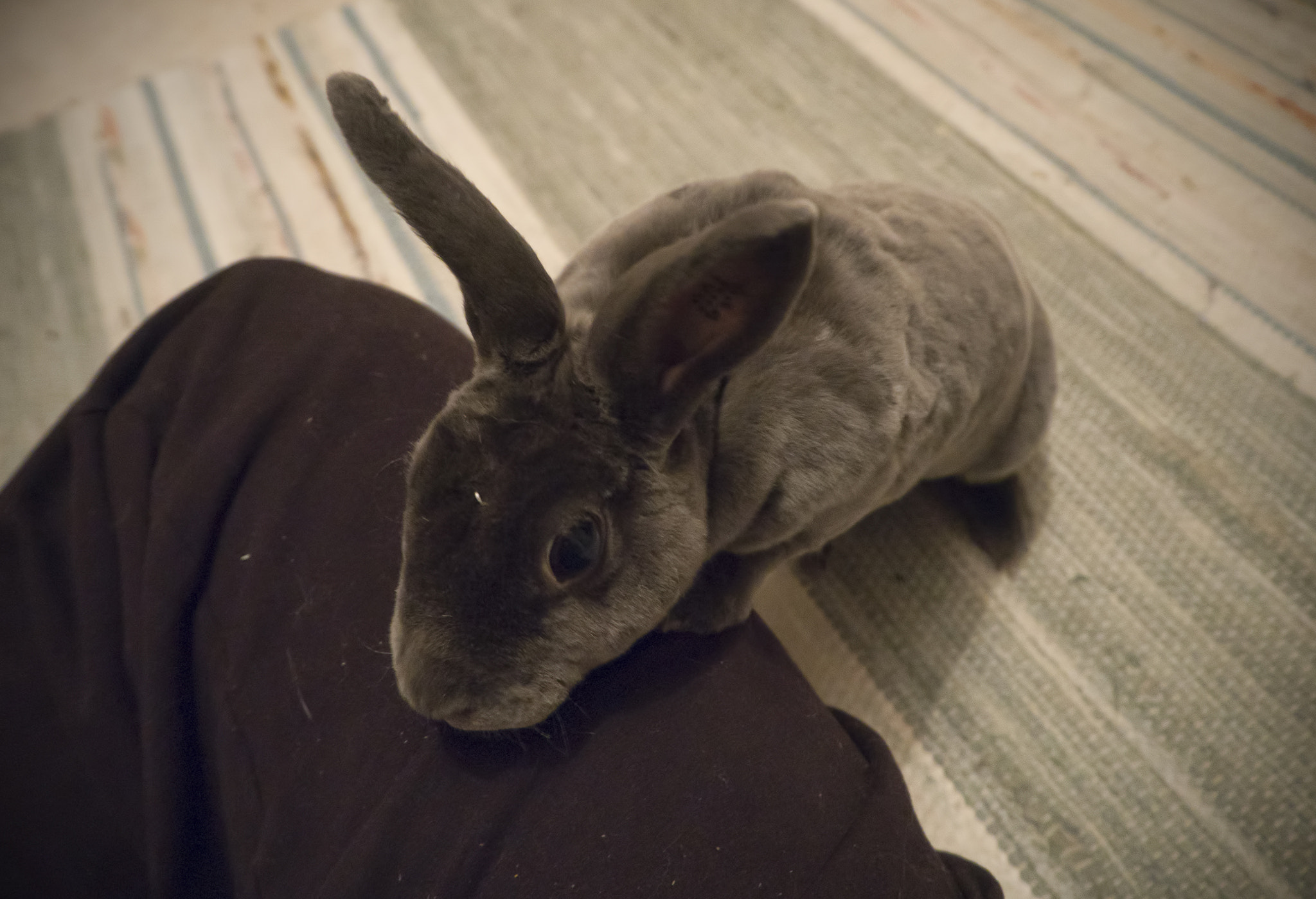Olympus PEN E-PL7 sample photo. Sini the bunny photography